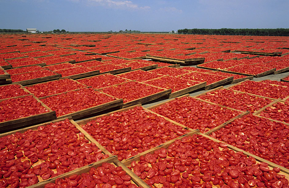 Unter der Sonne Kaliforniens - Tomaten bis zum Horizont. Die Deutschen lieben ihr rotes Fruchtgemüse, auch wenn es aus dem Ausland kommt.