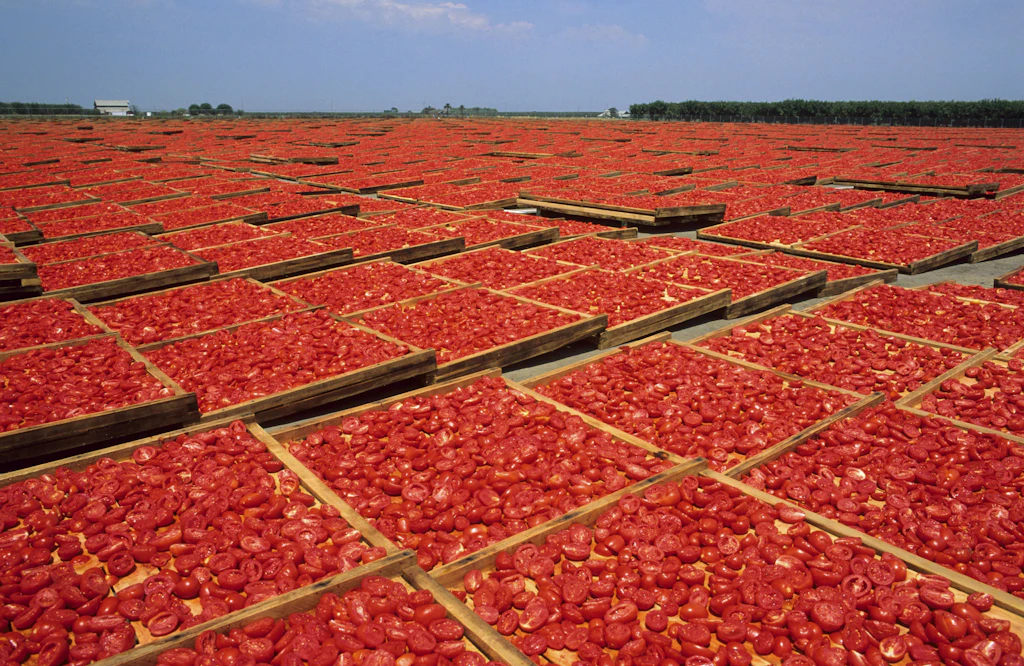 Salat, Cocktail, Pasta - alles auf Rot! Die Tomate ganz neu interpretiert