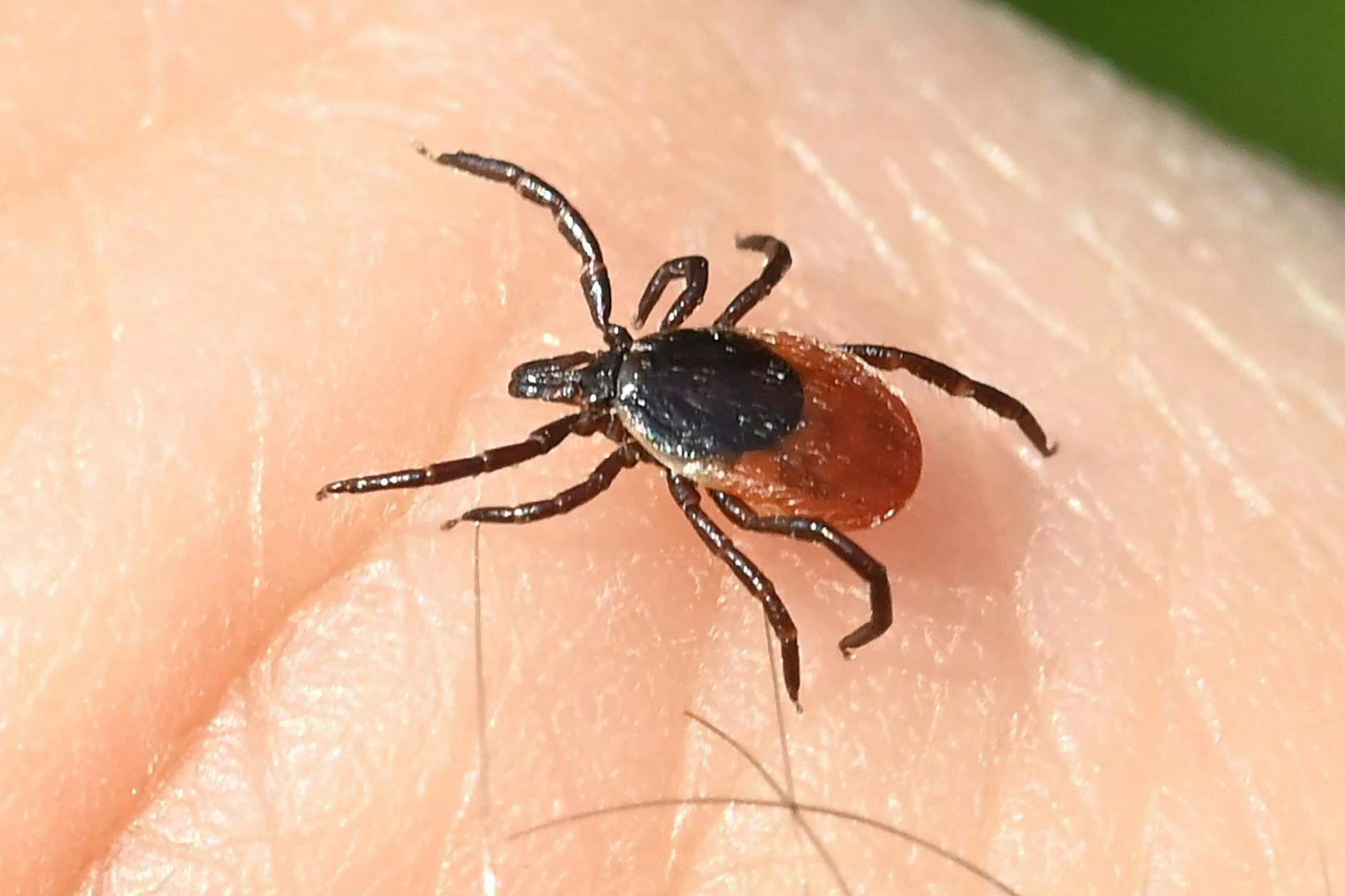 Zecken breiten sich auch in Deutschland immer weiter aus - viele Wanderer bringen sie nach einer schönen Tour als Souvenir mit nach Hause.
