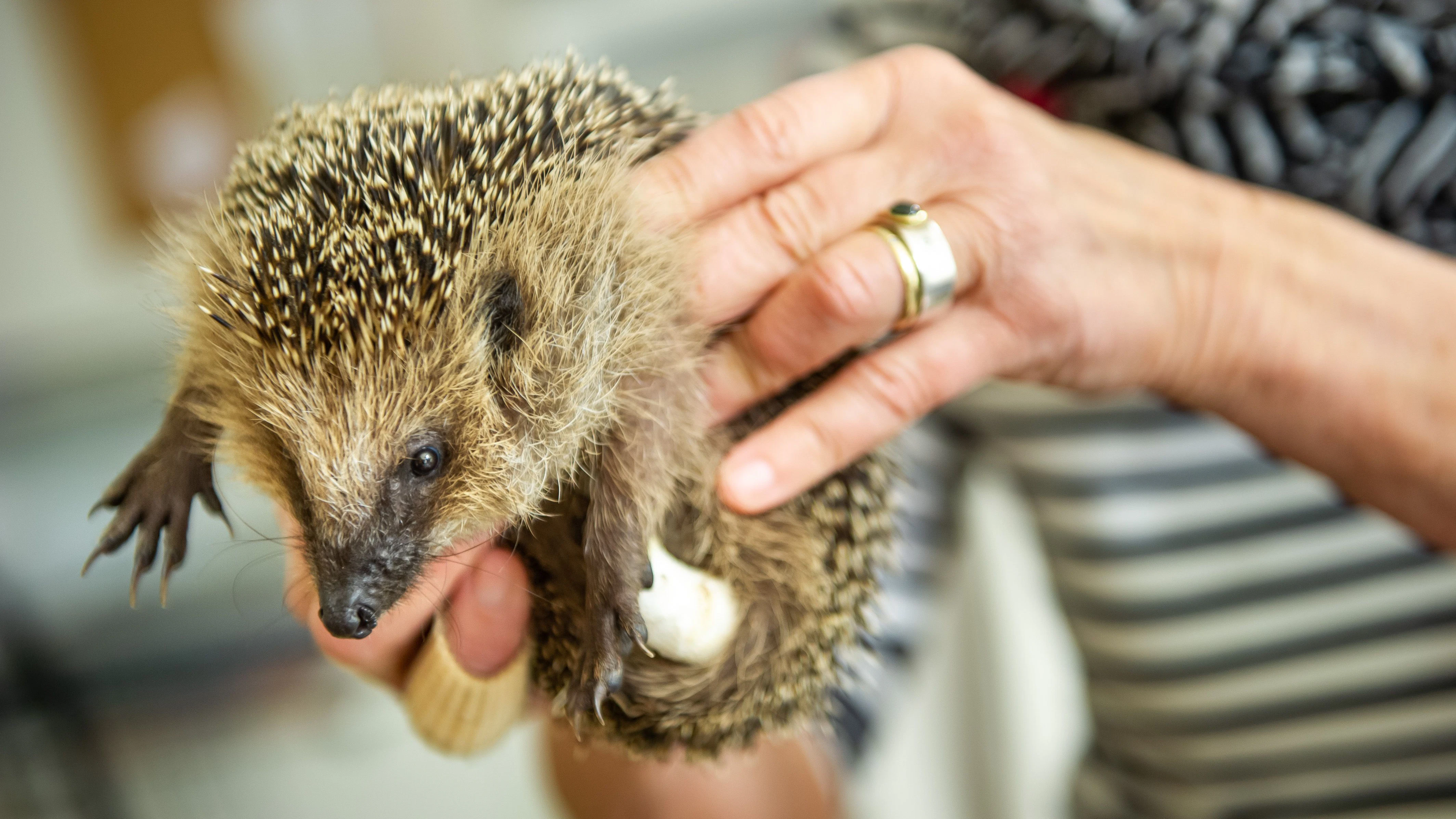 Igel mit Beinverband. Dieses Tier wurde von den Retterinnen auf den Namen Humpel getauft.