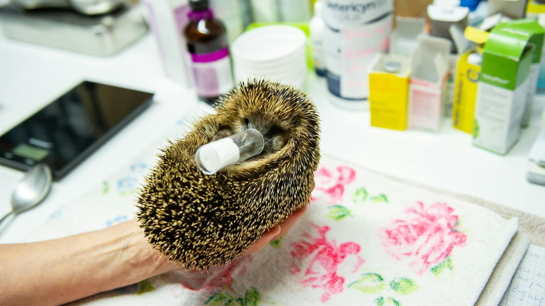 Wartet auf seine Amputation: Igel Elmo, Patient 62 in diesem Jahr, wird betäubt.