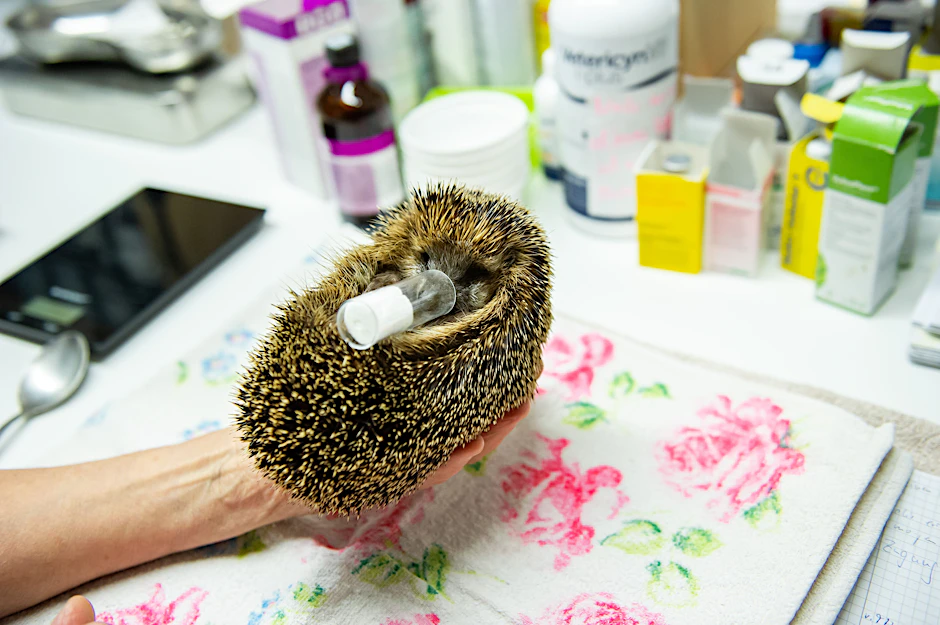 Wartet auf seine Amputation: Igel Elmo, Patient 62 in diesem Jahr, wird betäubt.