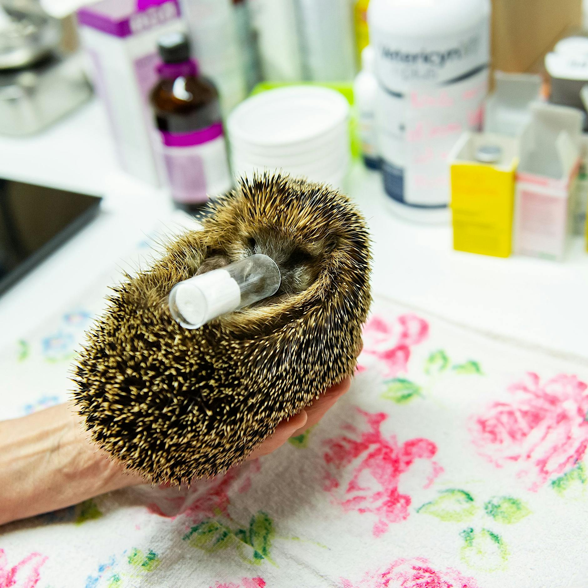 Rasenmäher verstümmeln Igel: Was Gartenbesitzer dringend beachten sollten