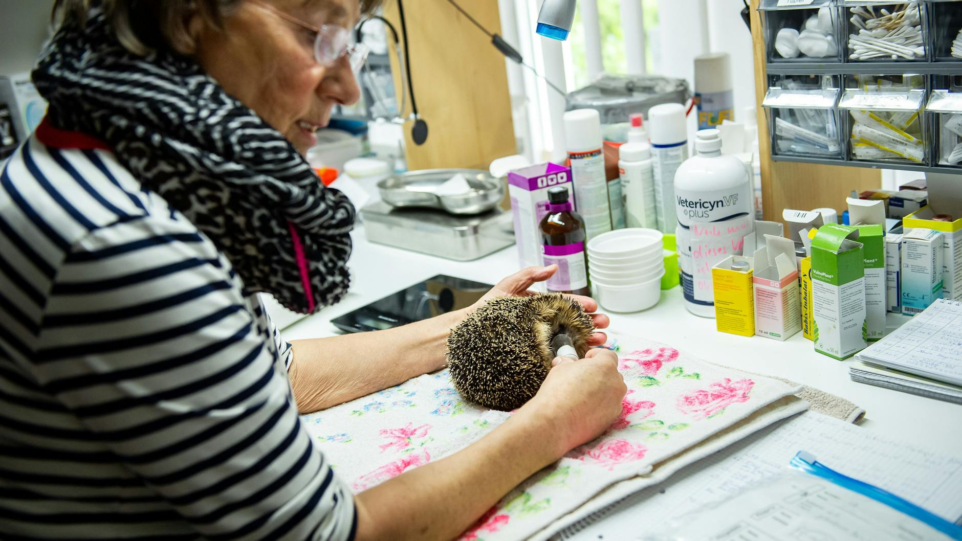 Sybille Ressel bei der Behandlung eines verletzten Igels.
