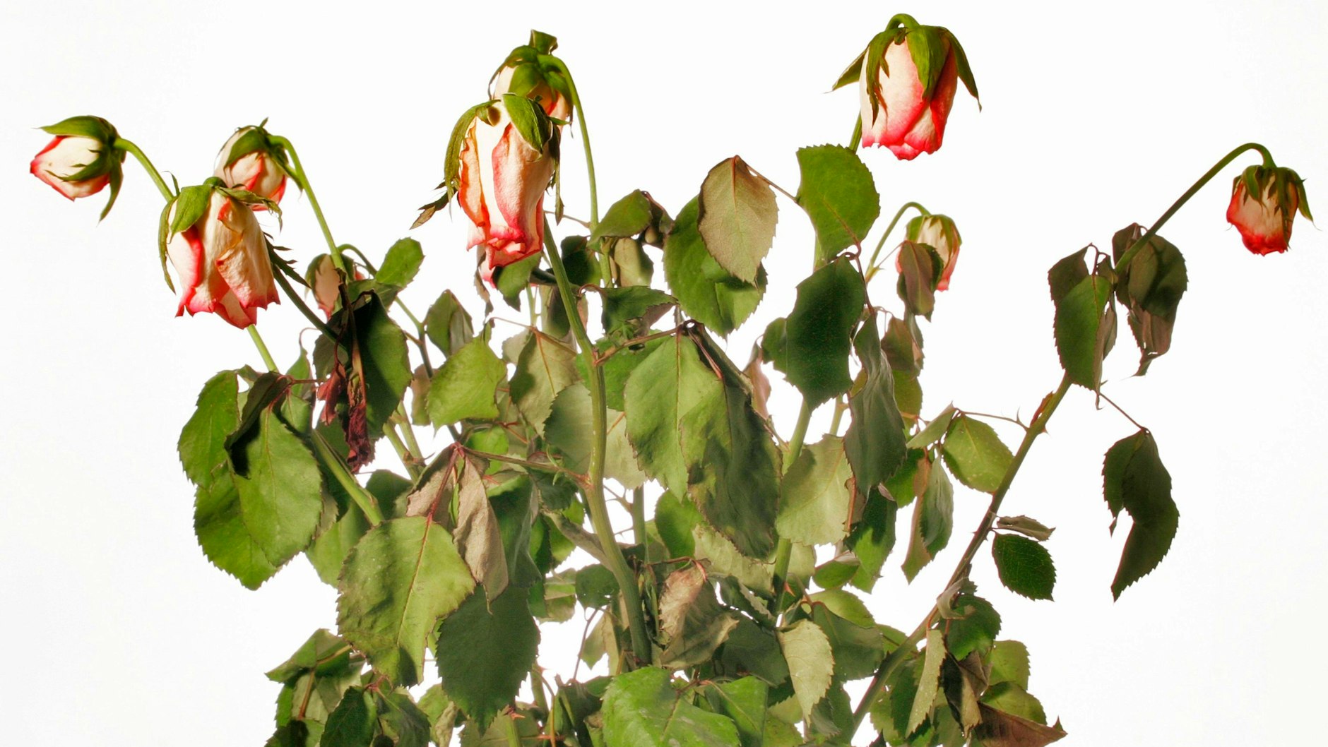 Mit ein paar einfachen Tricks verwelken Blumen nicht mehr so schnell.