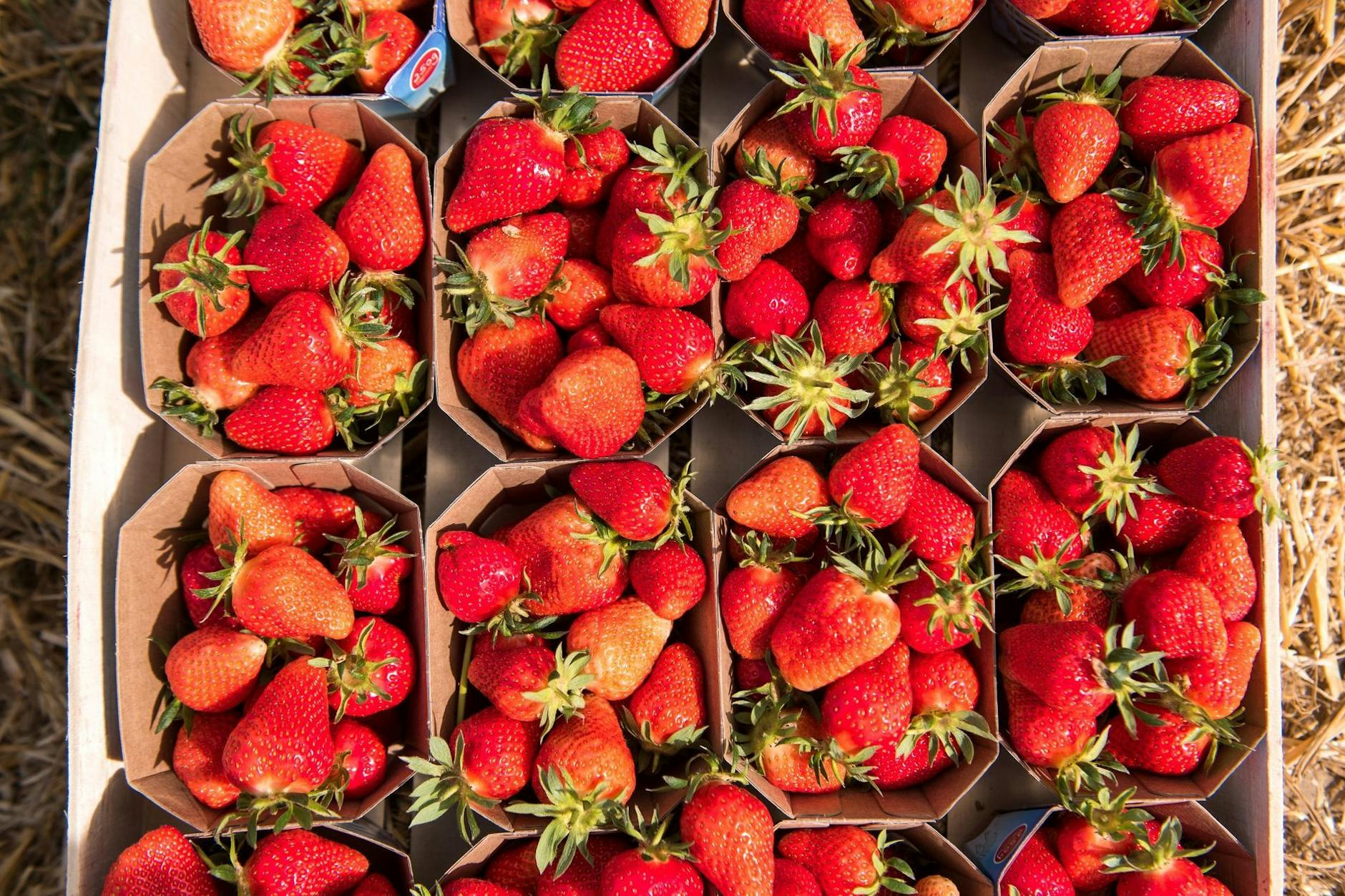 Gepflückte, reife Erdbeeren. Es ist sinnvoll auf heimische Erdbeeren zu warten. Weit gereiste Früchte sind oft mit Pestiziden belastet. 