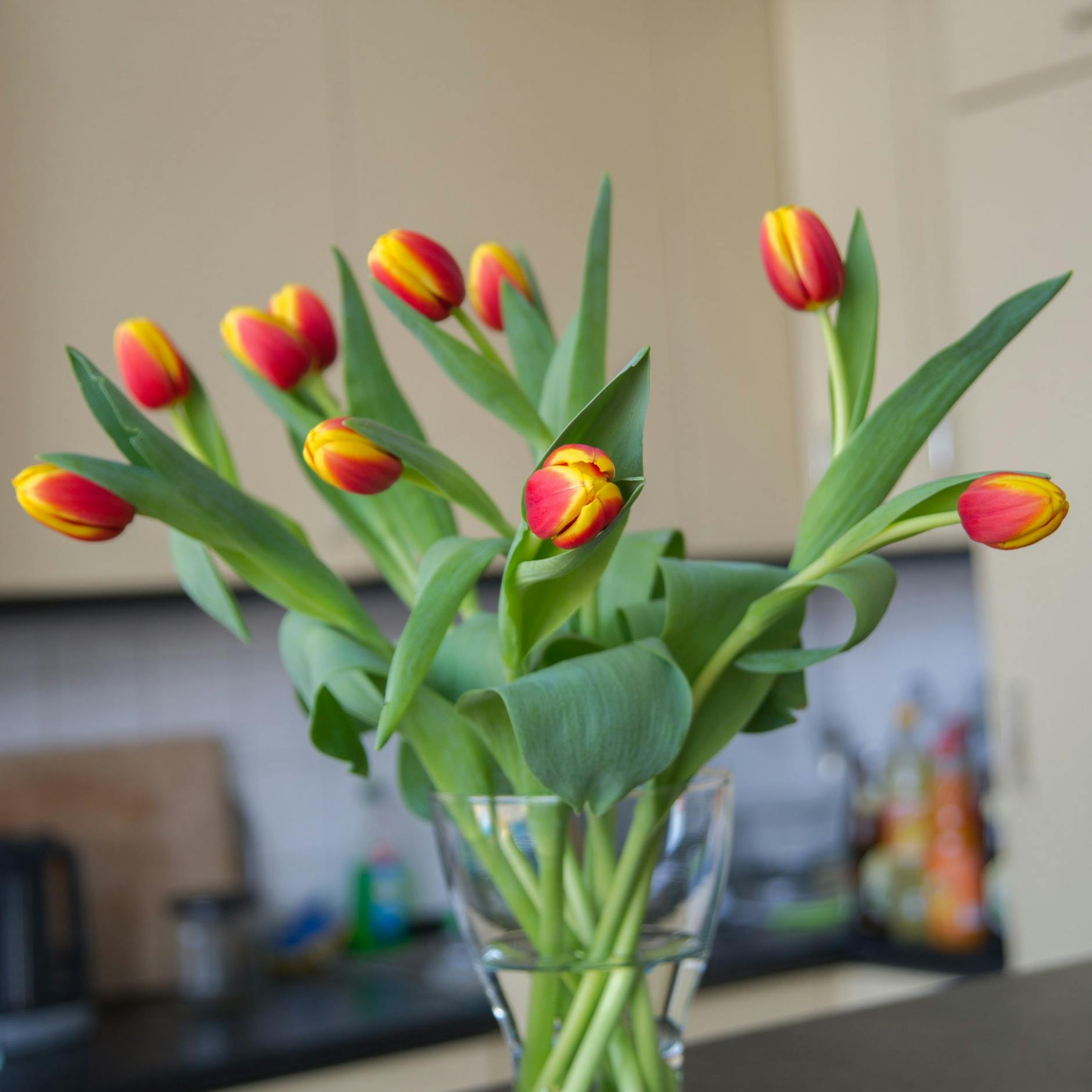 Tulpen für einen Blumenstrauß sind frisch, wenn sie quietschen.
