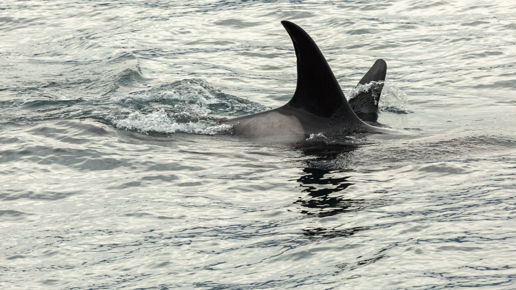 Orcas im Pazifik. Auch in der Seine hat sich ein Orca verirrt. Er soll nun mit Walgeräuschen Richtung Meer gelockt werden.