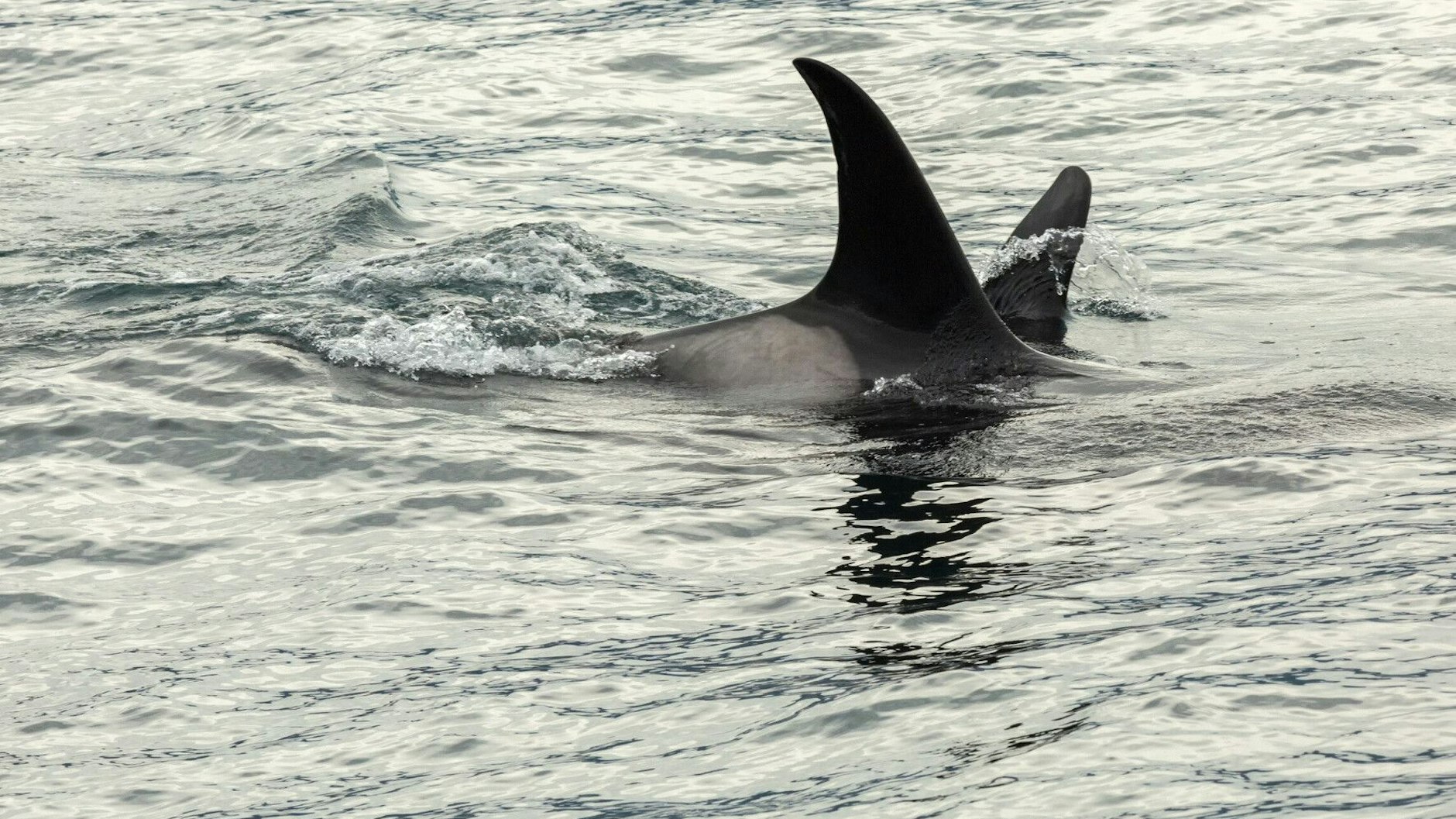Orcas im Pazifik. Auch in der Seine hat sich ein Orca verirrt. Er soll nun mit Walgeräuschen Richtung Meer gelockt werden.
