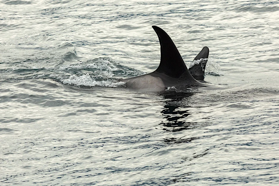 Orcas im Pazifik. Auch in der Seine hat sich ein Orca verirrt. Er soll nun mit Walgeräuschen Richtung Meer gelockt werden.