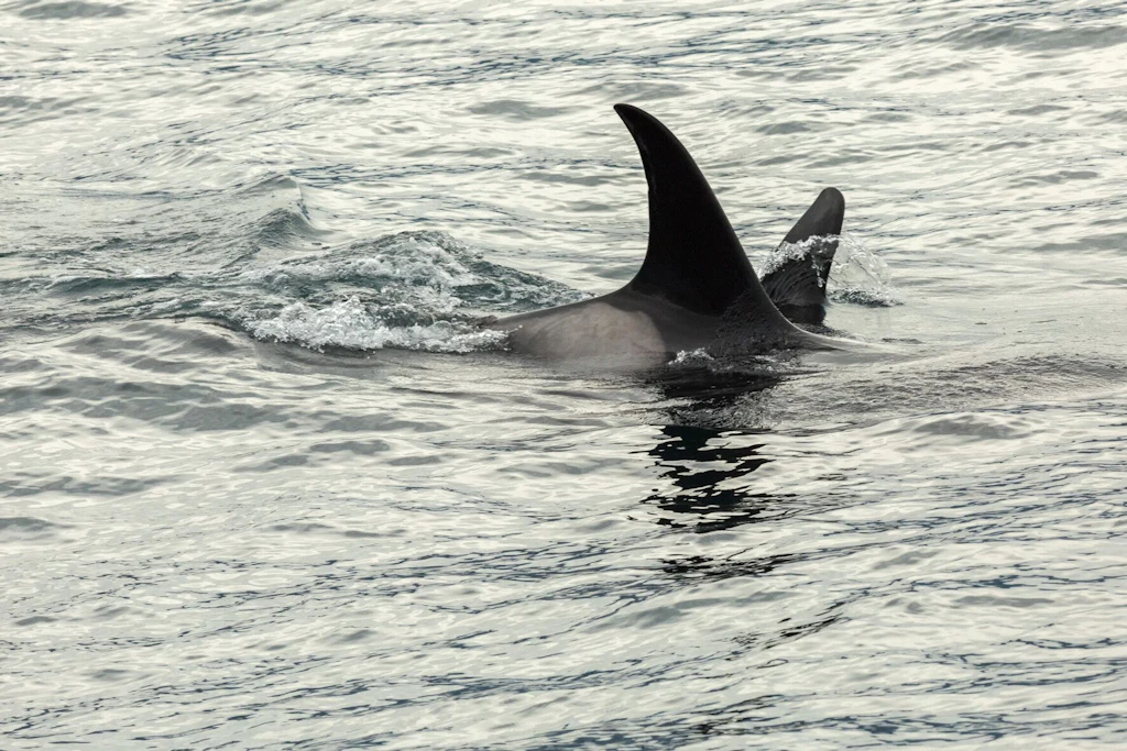 Orca in der Seine verirrt: Walgeräusche sollen ihn zum Meer locken