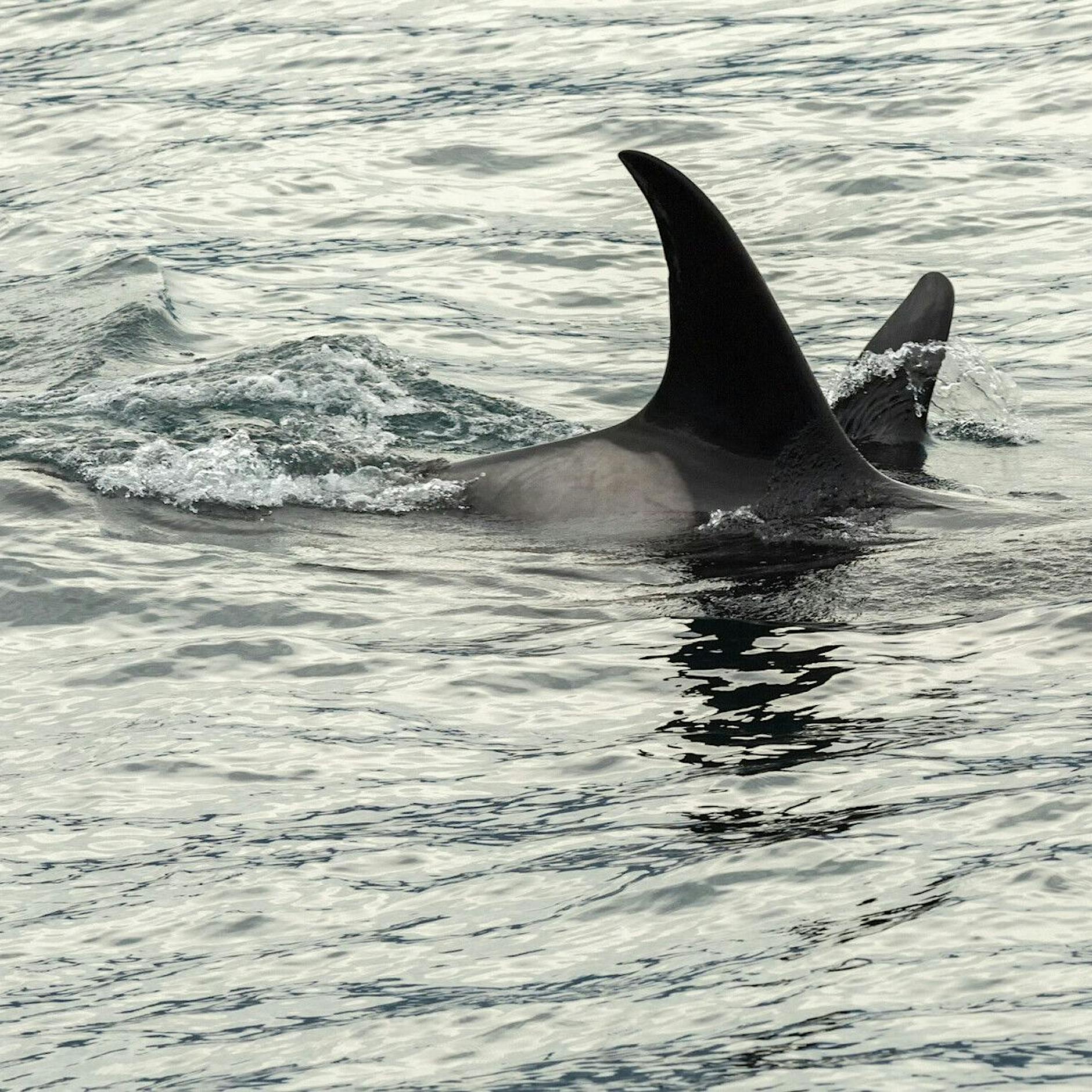 Orca in der Seine verirrt: Walgeräusche sollen ihn zum Meer locken