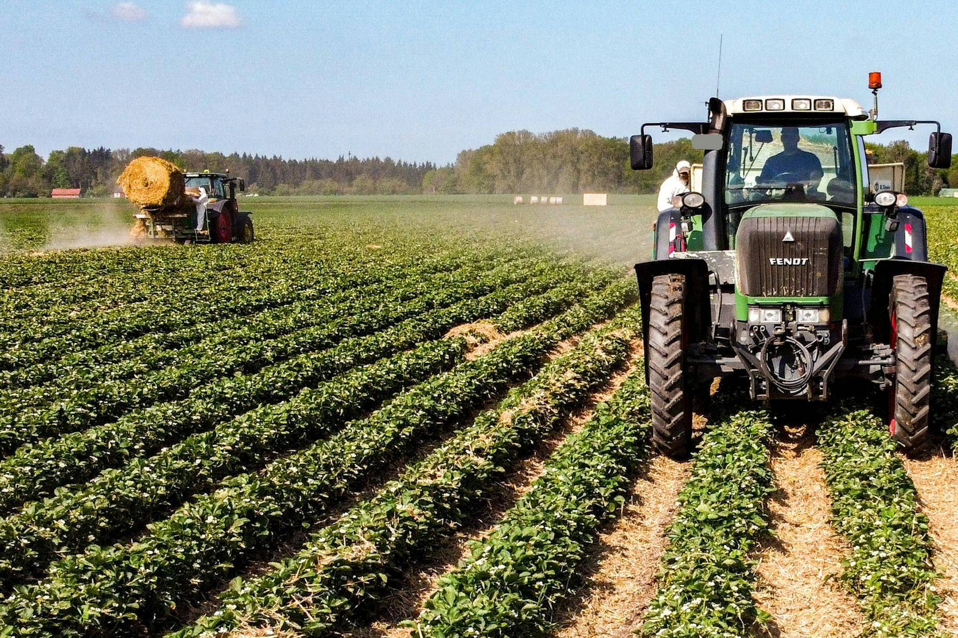 Immer mehr Erdbeer- und Spargelbauern mähen ihre Felder samt Früchten ab.