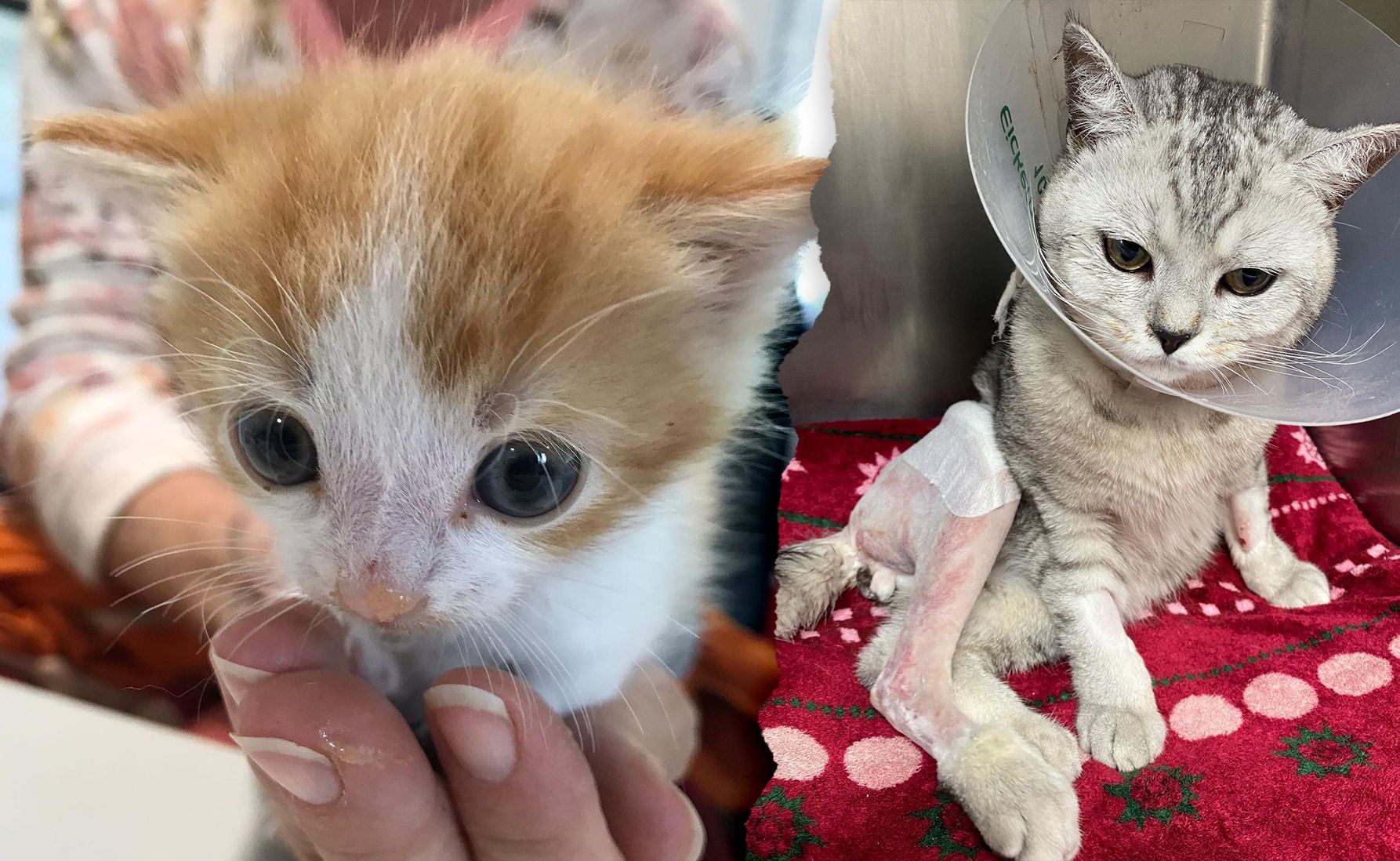 Image - Zwei dramatische Tier-Schicksale: So süß, so arm dran! Diese Katzen wurden sich selbst überlassen – wer bringt so etwas übers Herz?