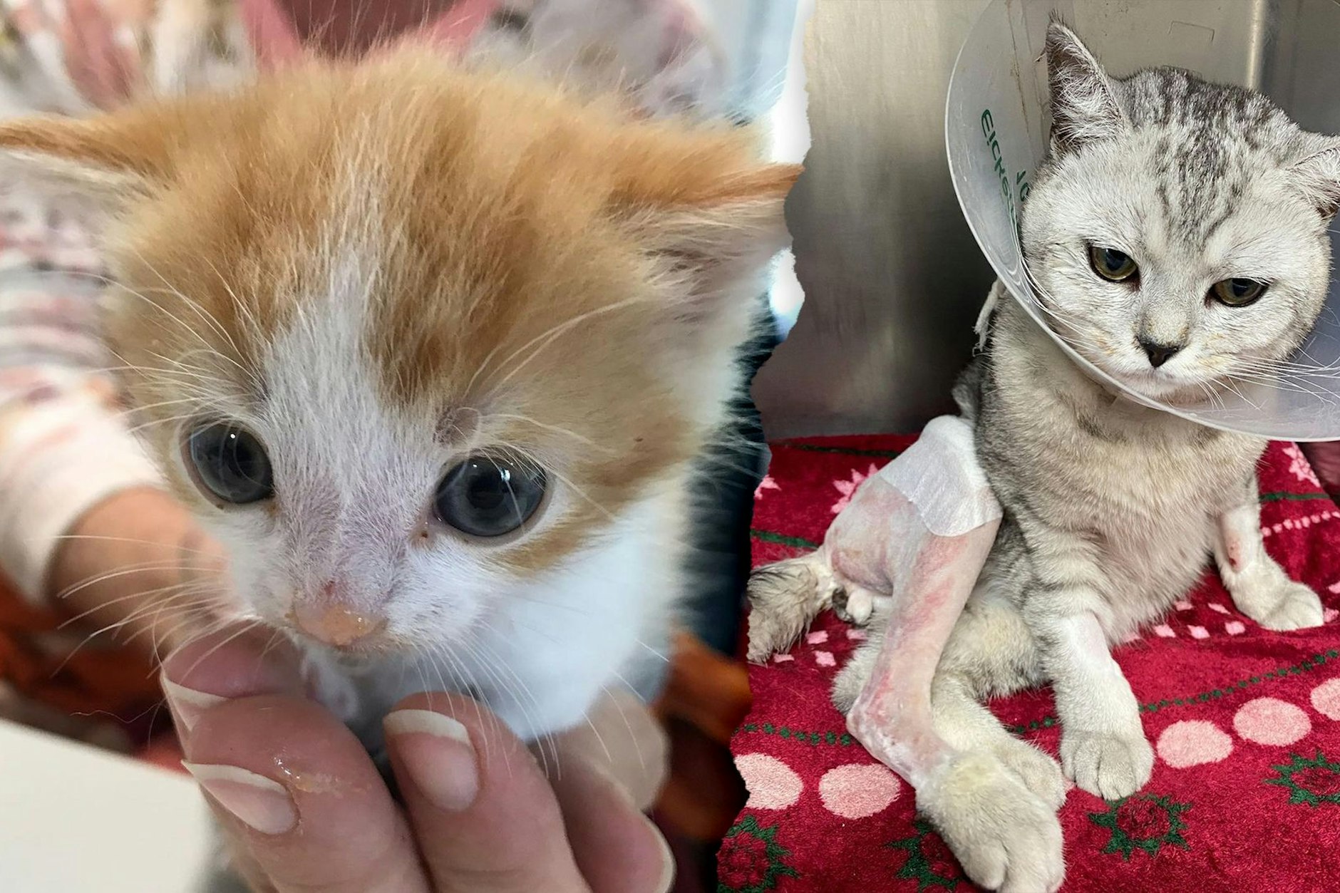 Diese beiden Katzen landeten im Kölner Tierheim Bergheim.