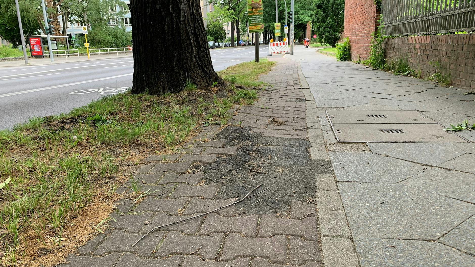 Der Rad- und Fußweg Unter den Eichen stadtauswärts ist speziell an den Bäumen schadhaft. Links daneben die neue Rad-und-Bus-Spur. Das Foto ist Sonntagfrüh entstanden, deshalb die Leere.