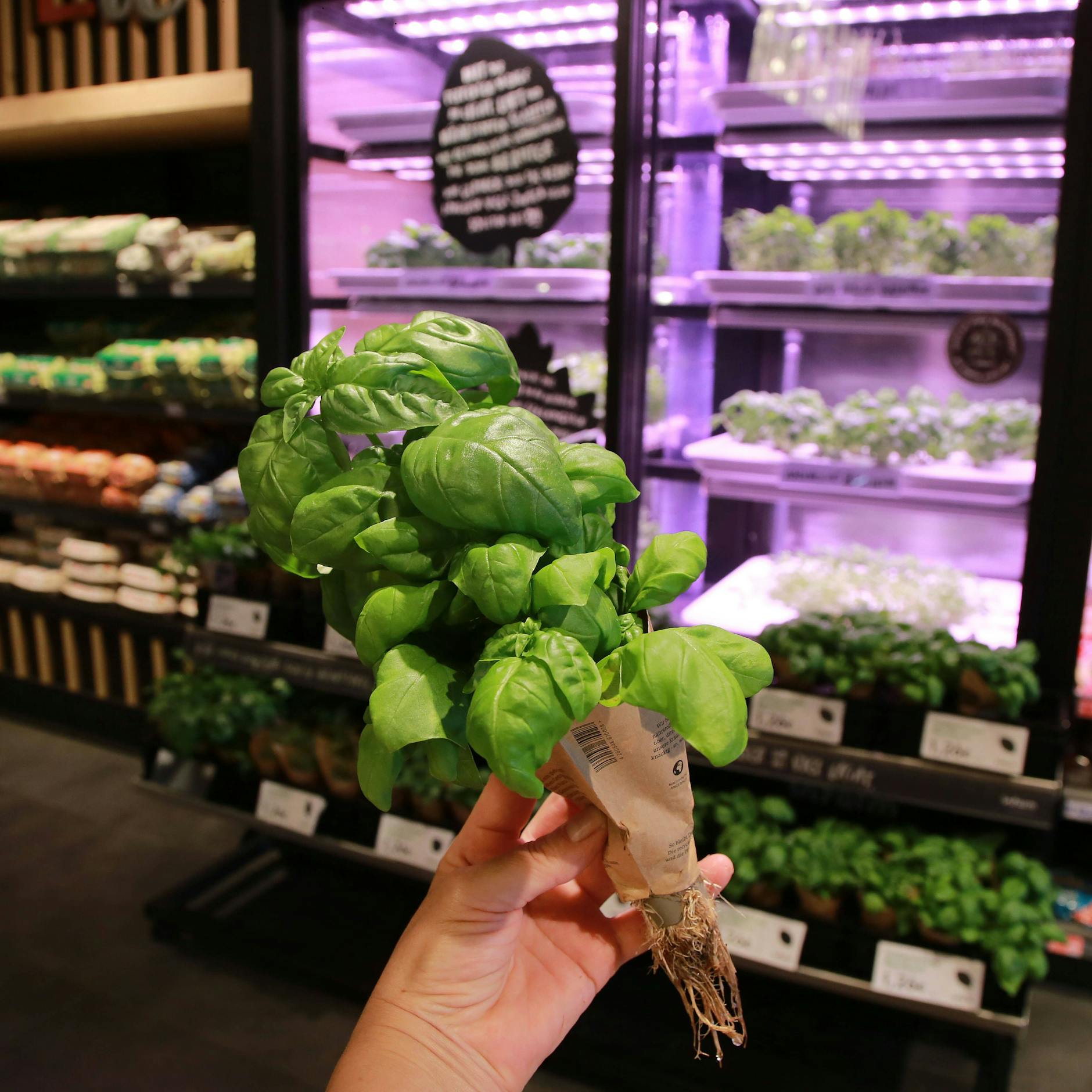 Kräuter nach dem Kaufen am besten klein schneiden und einfrieren.