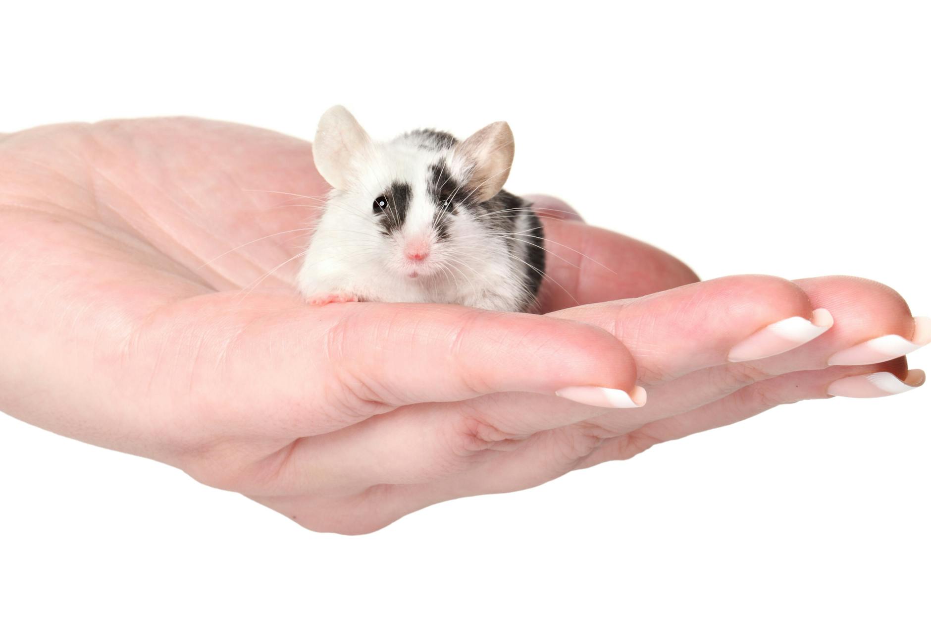 Die Frau aus England stopft Mäuse aus, präpariert sie in skurrilen Posen.