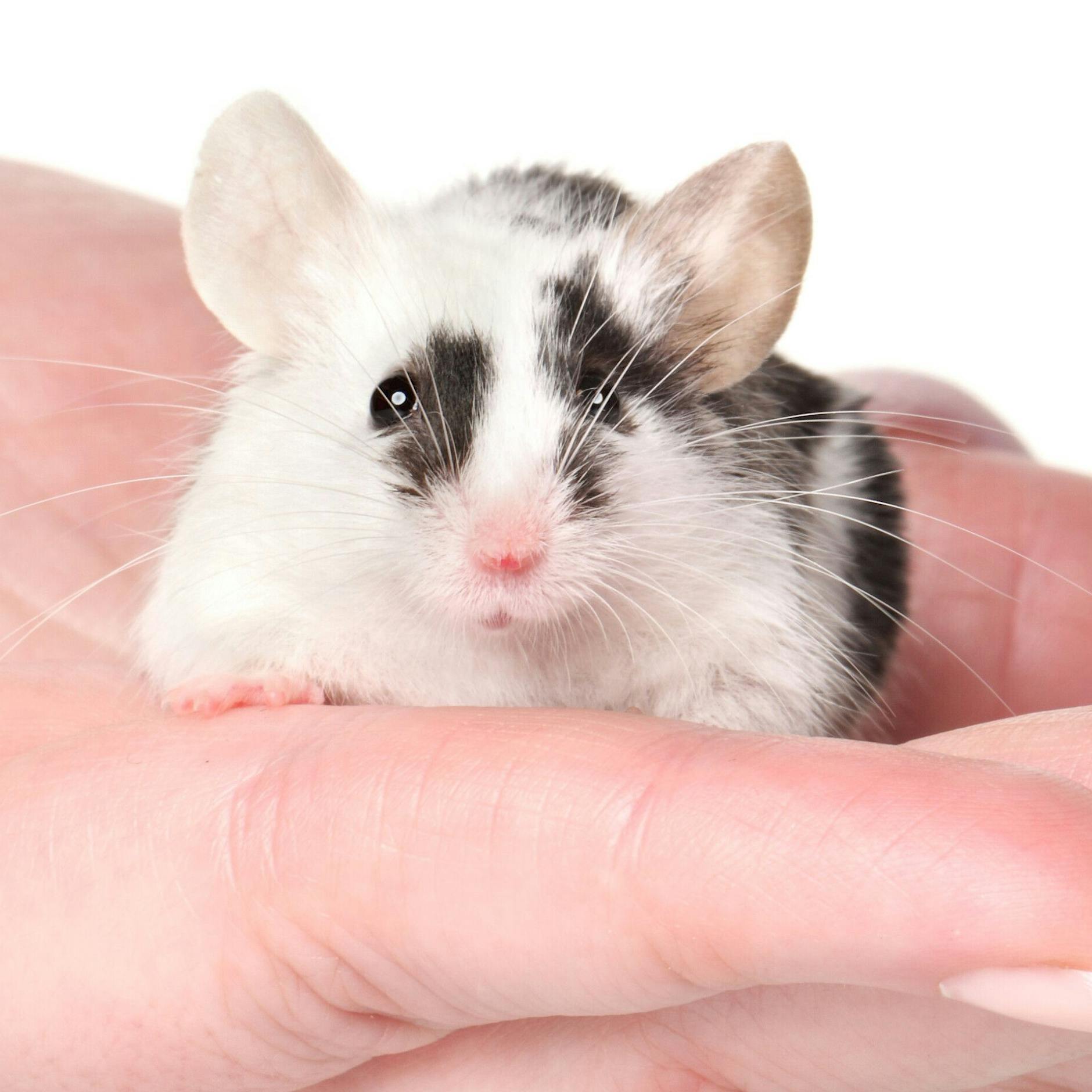 Was für ein irrer Job! Frau verdient 120.000 Euro jährlich – mit toten Mäusen... DARUM hagelt es jetzt Kritik an ihrer Arbeit