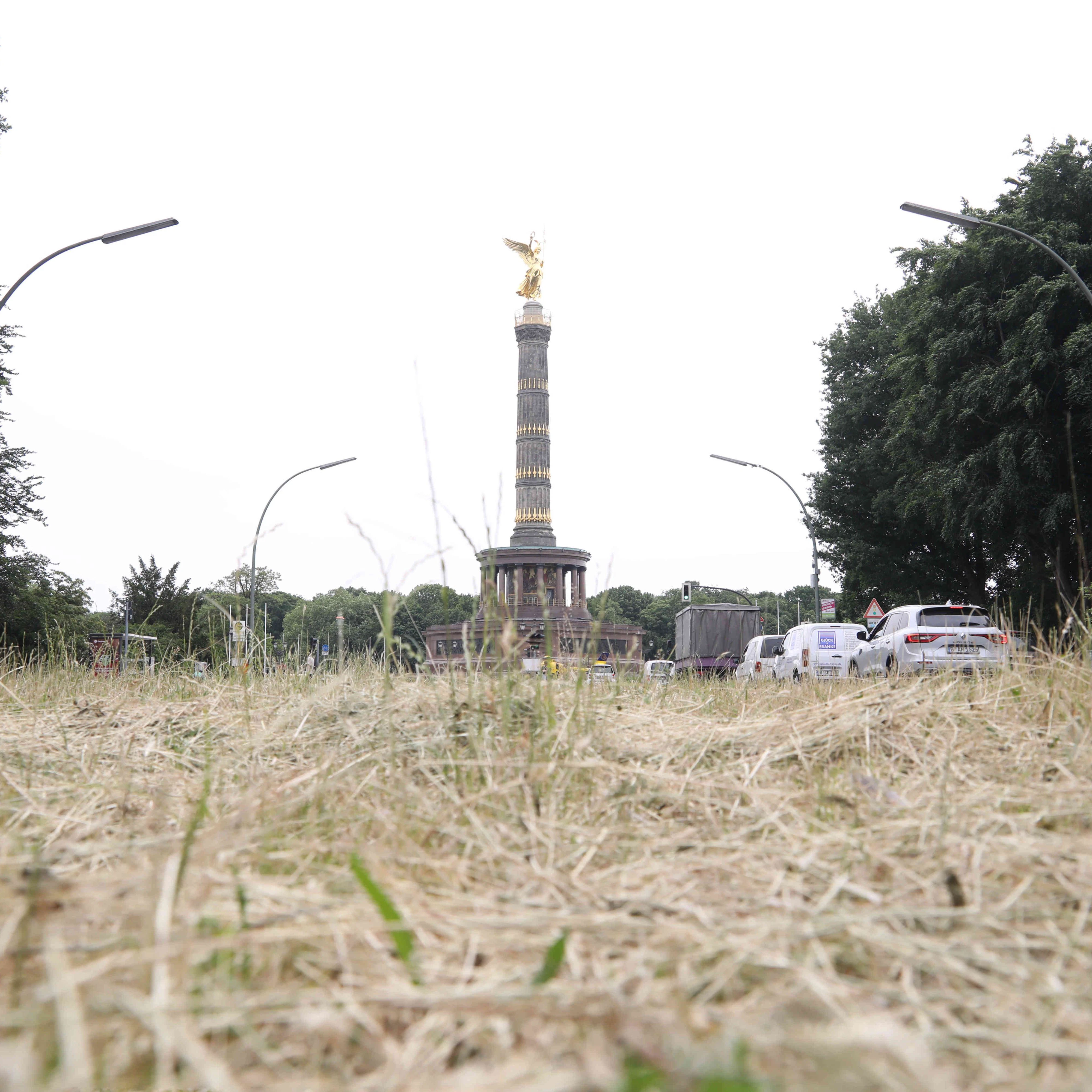 Das Gras auf dem Mittelstreifen der Altonaer Straße ist fast völlig verdorrt, es hat zu selten geregnet. Fotografiert im vergangenen Jahr, aber vielerorts sieht es inzwischen schon wieder ähnlich aus – und das, obwohl der Sommer gerade erst beginnt.