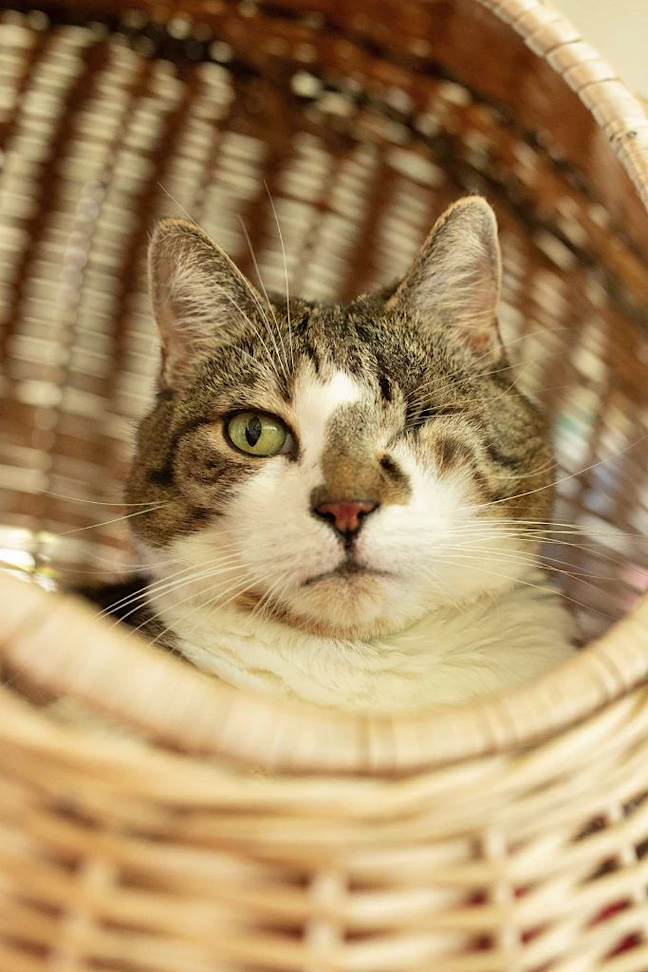 Katzen-Mama Lilly hat nur ein Auge, das andere verlor sie nach einer schweren Augenentzündung. Nun wartet sie mit ihren Kindern im Tierheim Berlin auf ein neues Zuhause.