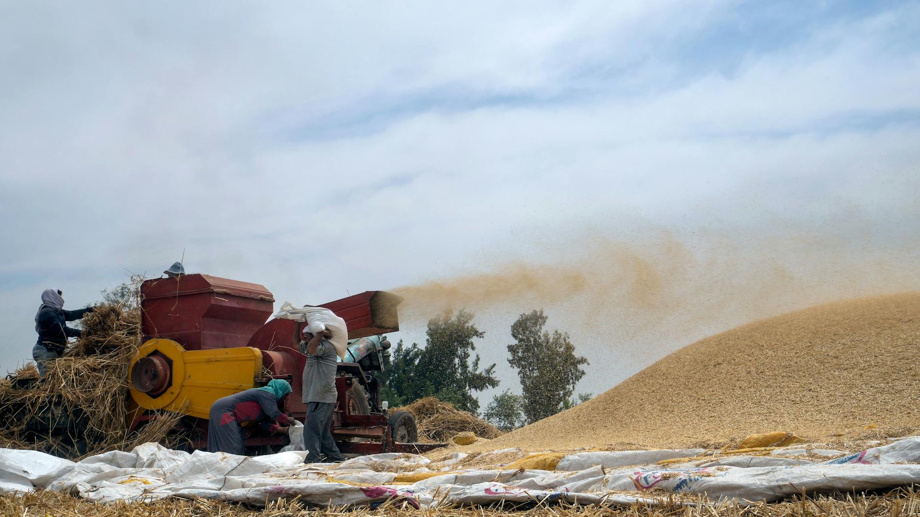 Weizenernte in Ägypten: Das Land versucht, die eigene Produktion zu steigern, um den Ausfall der ukrainischen und russischen Liegerungen wettzumachen.