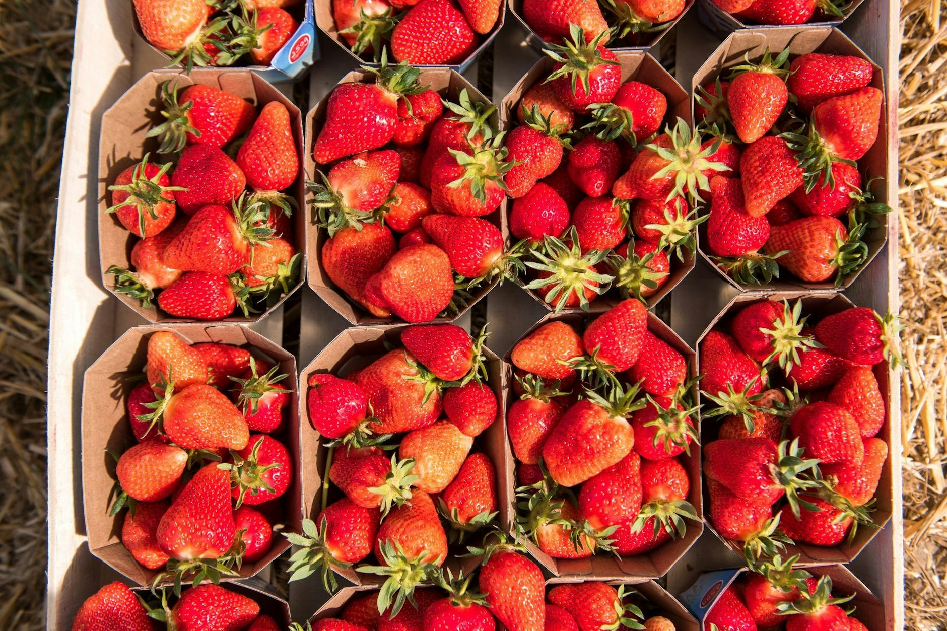 Gepflückte, reife Erdbeeren liegen auf einem Feld in einem Folientunnel in einer Kiste. 