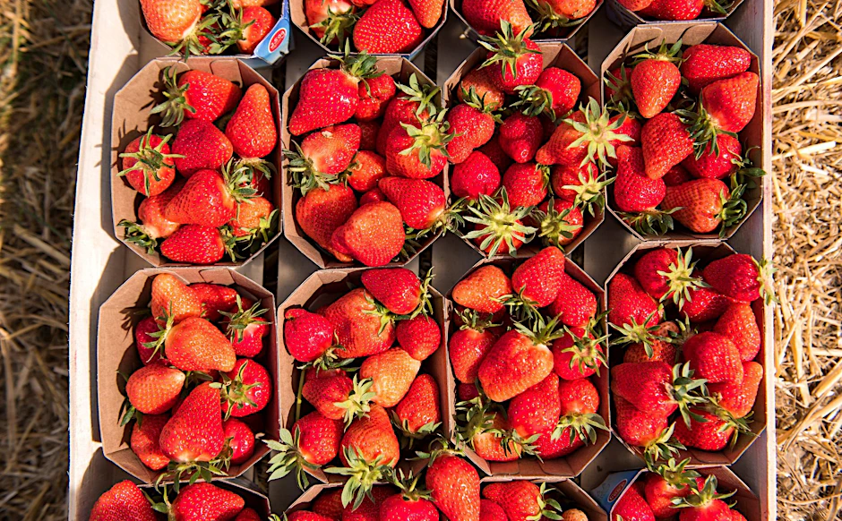 Erdbeeren: Anbau und Transport haben oft eine schlechte Ökobilanz. Öko-Test rät, Erdbeeren am besten heimisch und regional zu kaufen.&nbsp;