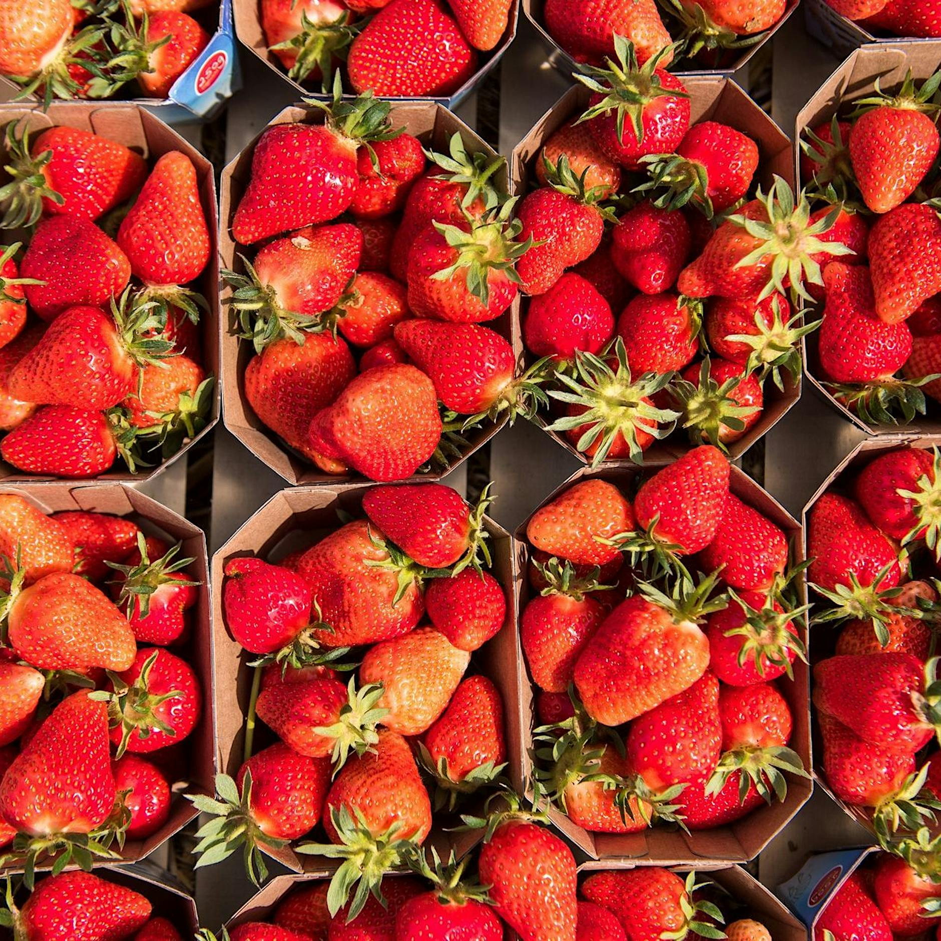 Deutsche verzichten auf Erdbeeren – Bauern vernichten Ernte