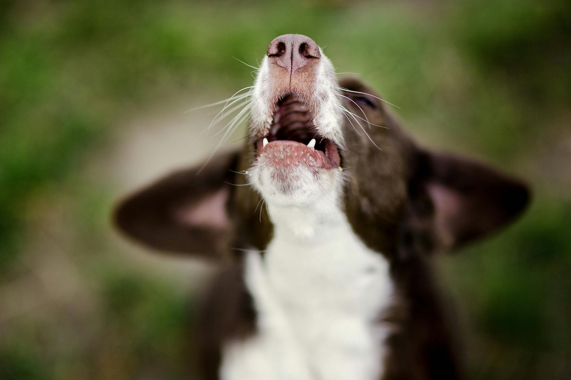 Berliner Hundebesitzer finden das Hunderegister zum Heulen.
