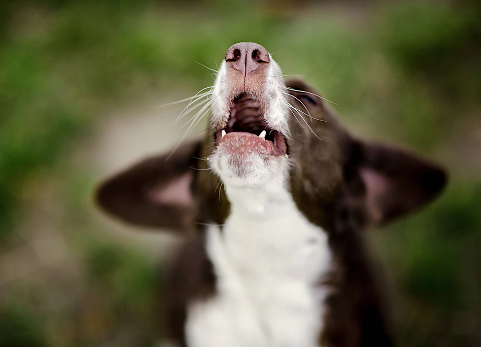 Berliner Hundebesitzer finden das Hunderegister zum Heulen.