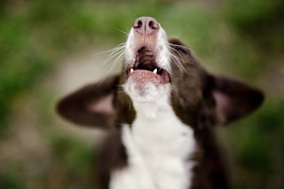 Hunderegister ignoriert: Jetzt droht Hundehaltern ein saftiges Bußgeld!
