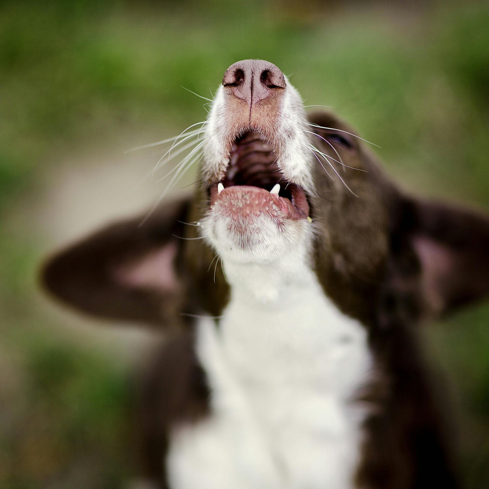 Hunderegister ignoriert: Jetzt droht Hundehaltern ein saftiges Bußgeld!