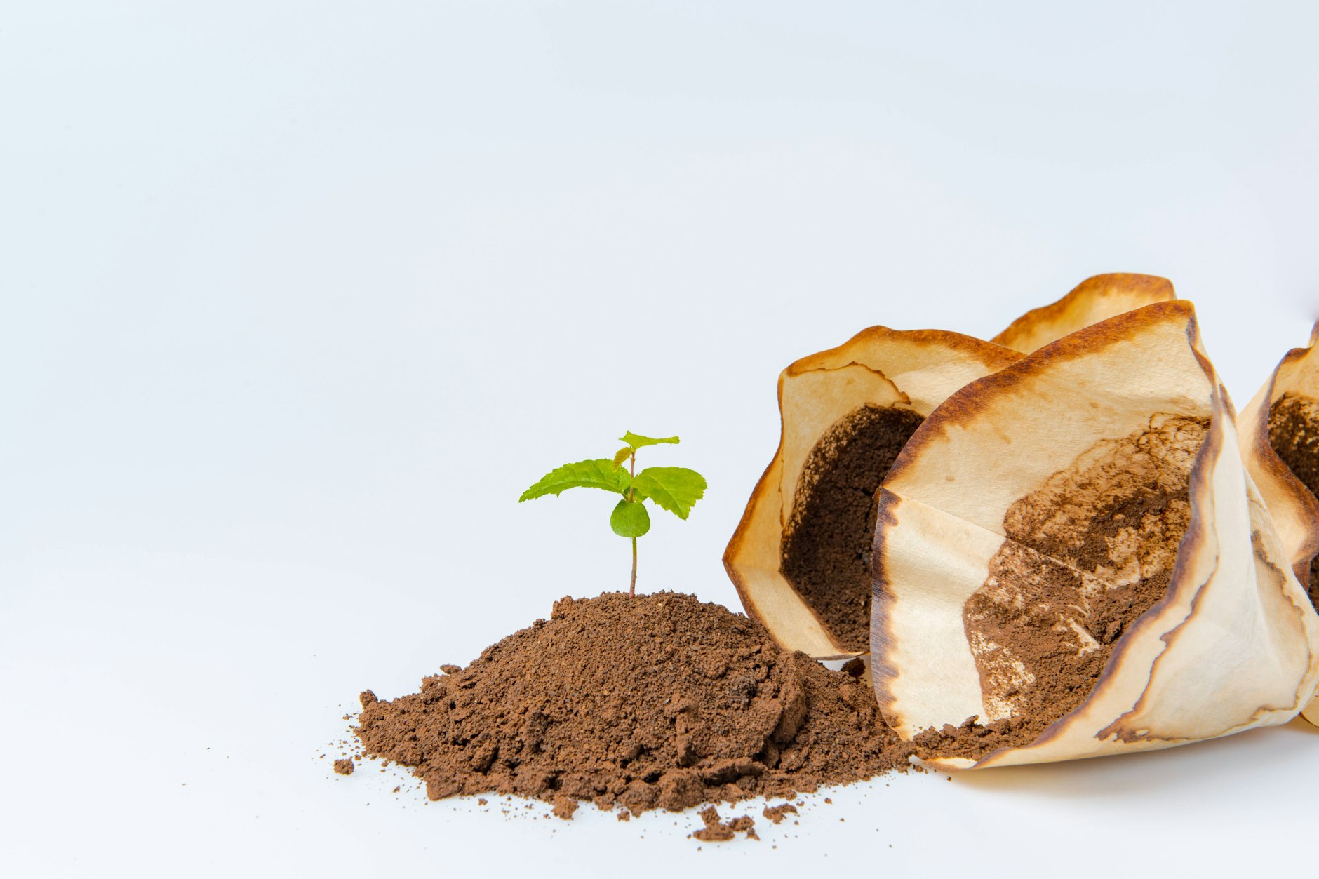 Kaffeesatz ist ein prima Gratis-Dünger, viele Pflanzen mögen ihn.