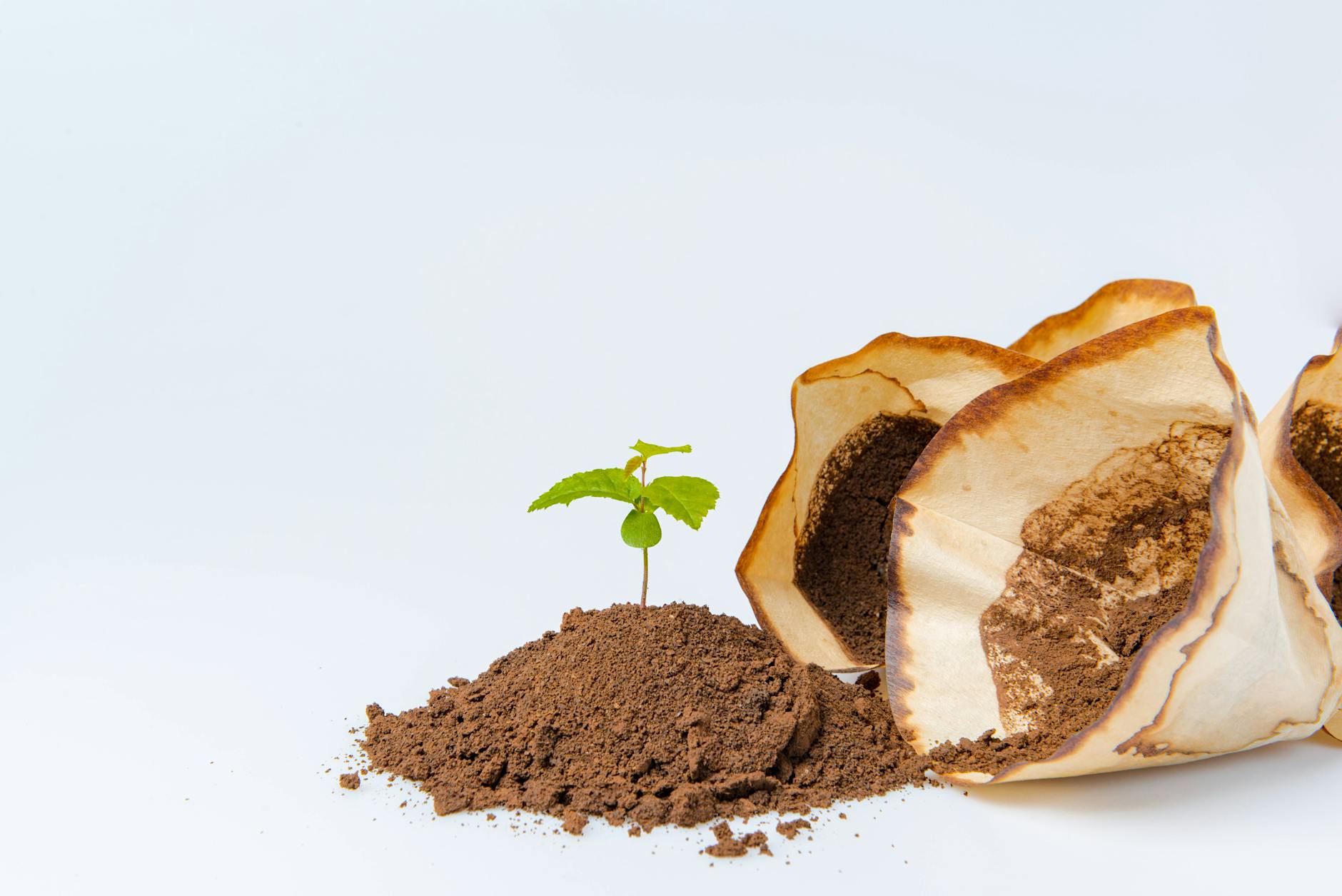 Darum sollten Sie Kaffeesatz niemals wegwerfen!