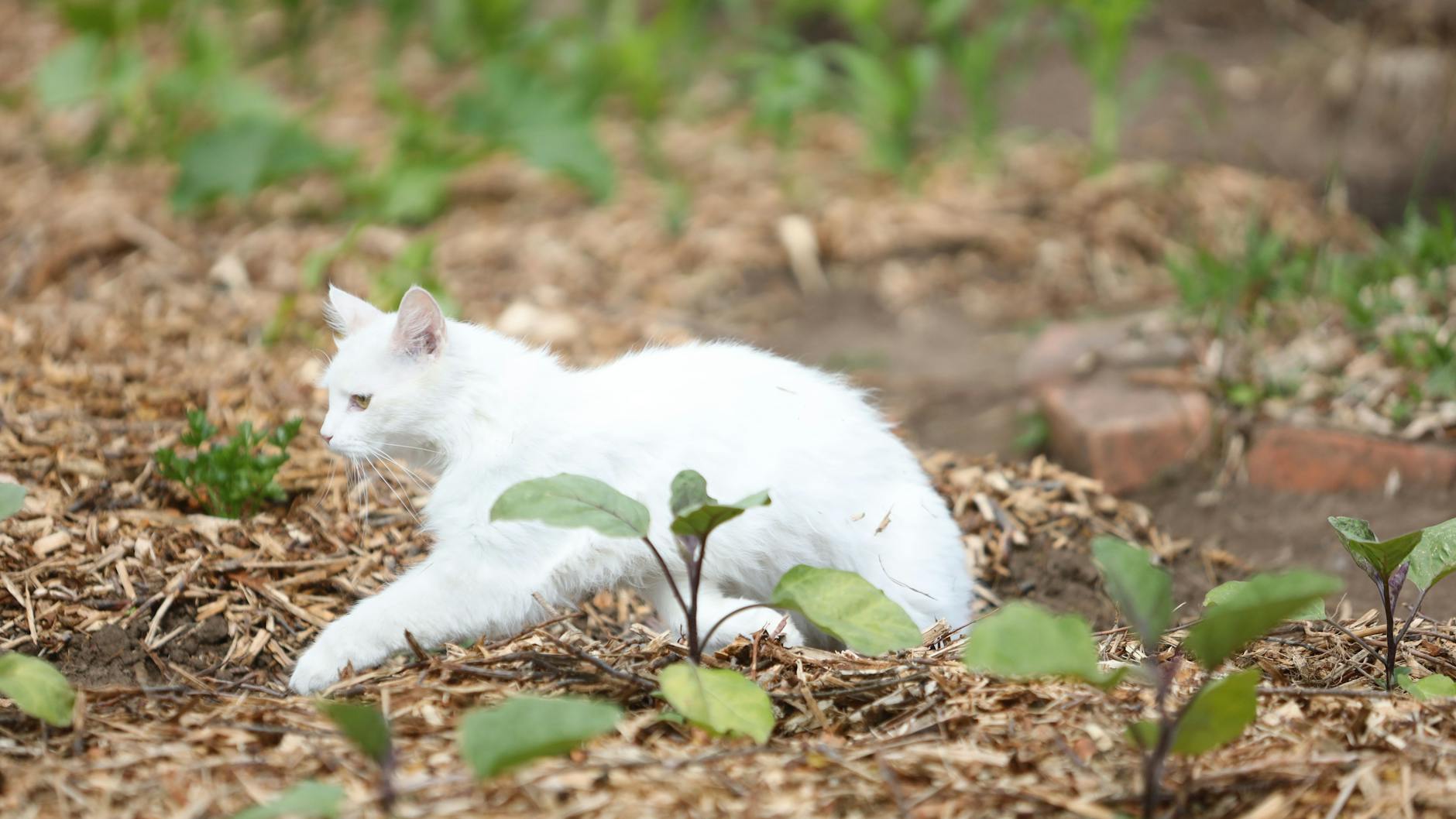 Herumstromern ja, Nachwuchs zeugen nein. Katzen müssen in Berlin kastriert und registriert sein, wenn sie nach draußen wollen.