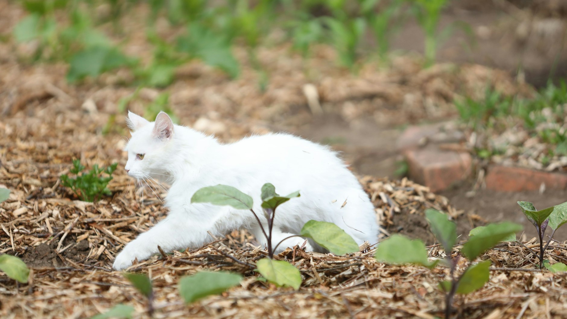 Herumstromern ja, Nachwuchs zeugen nein. Katzen müssen in Berlin kastriert und registriert sein, wenn sie nach draußen wollen.