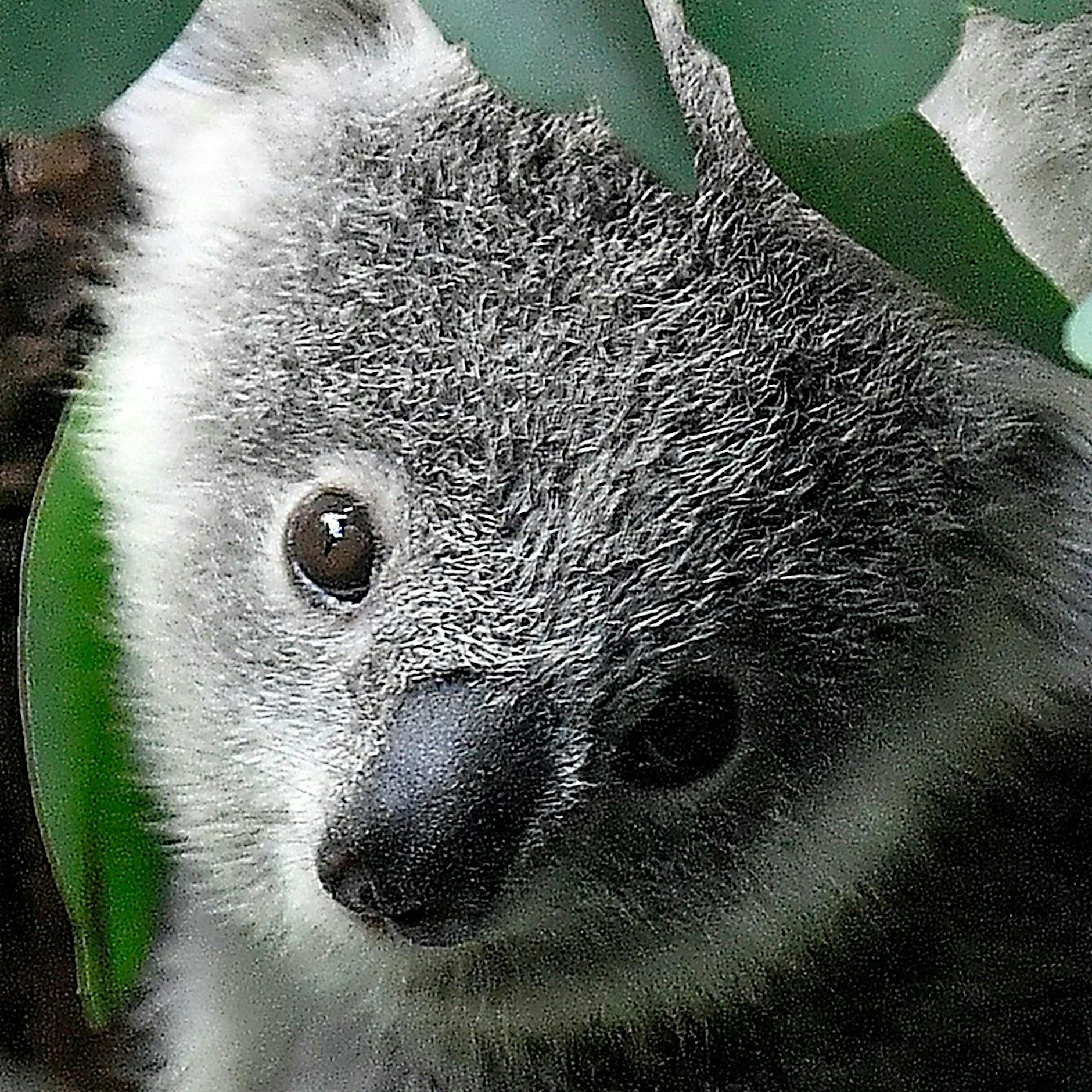 Koala-Kacke und empfindsame Schweine: Hier lernen Sie Spannendes aus der Welt der Tiere!