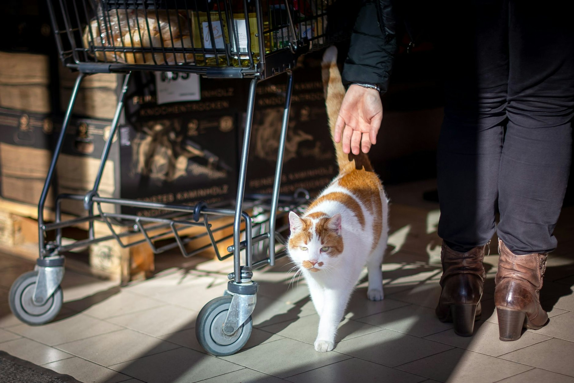 Vom 8. Juni 2022 an müssen alle Freigänger-Katzen verpflichtend kastriert werden, wenn sie älter als fünf Monate sind.