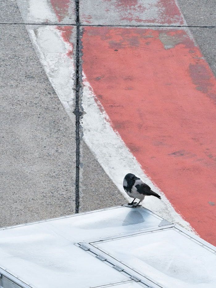 „Birds of Tegel“, Fotografie von Daniel Poller.