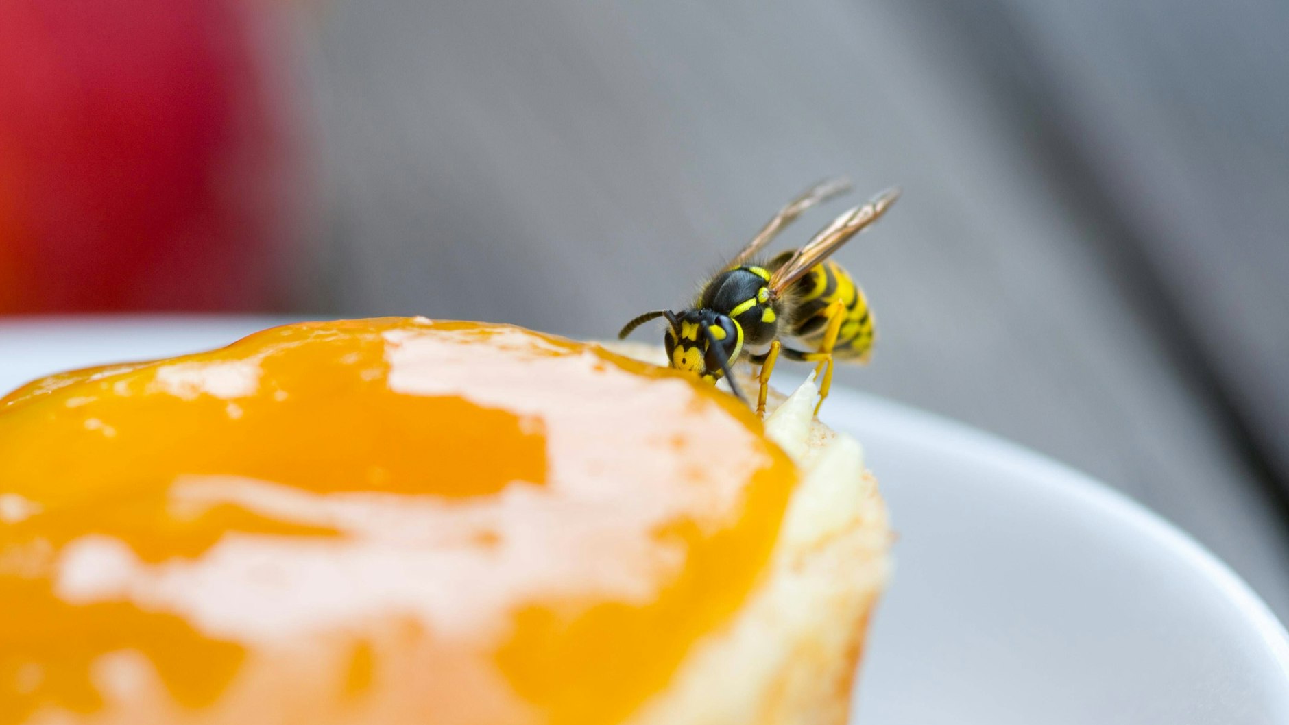 Nerven schon beim Frühstück: So gehen Sie richtig mit Wespen um.