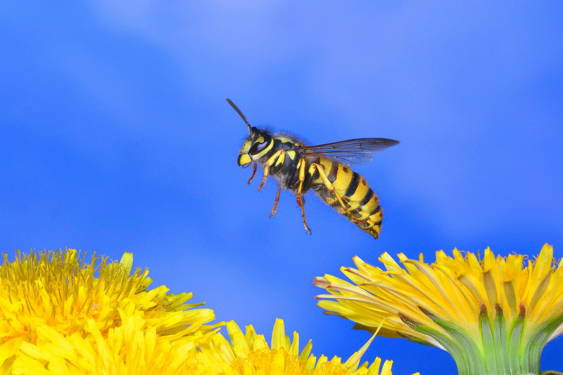 Wespen sind meistens harmlos – oft aber trotzdem nervig