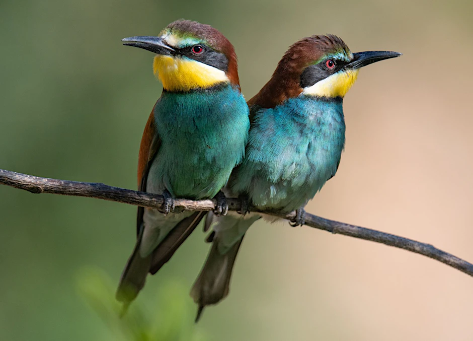 dpatopbilder - Kein Spiegelbild, sondern zwei Bienenfresser (Merops apiaster), die in einer Kiesgrube in Lambsheim (Rheinland-Pfalz) auf einem Ast sitzen. Hier brütet eine größere Kolonie der bunten Insektenfresser.  