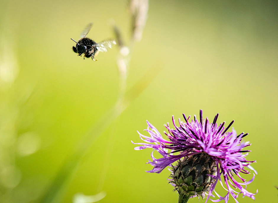 ARCHIV - Eine Wildbiene fliegt bei Sonnenschein an einer Blüte einer Skabiosen-Flockenblume (Centaurea scabiosa) vorbei.  