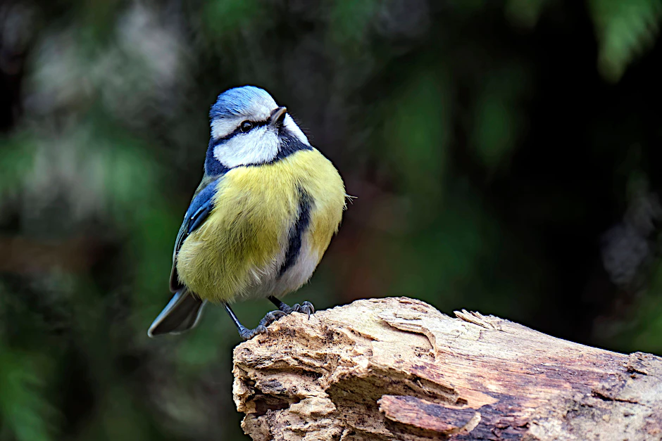 Eine Blaumeise
