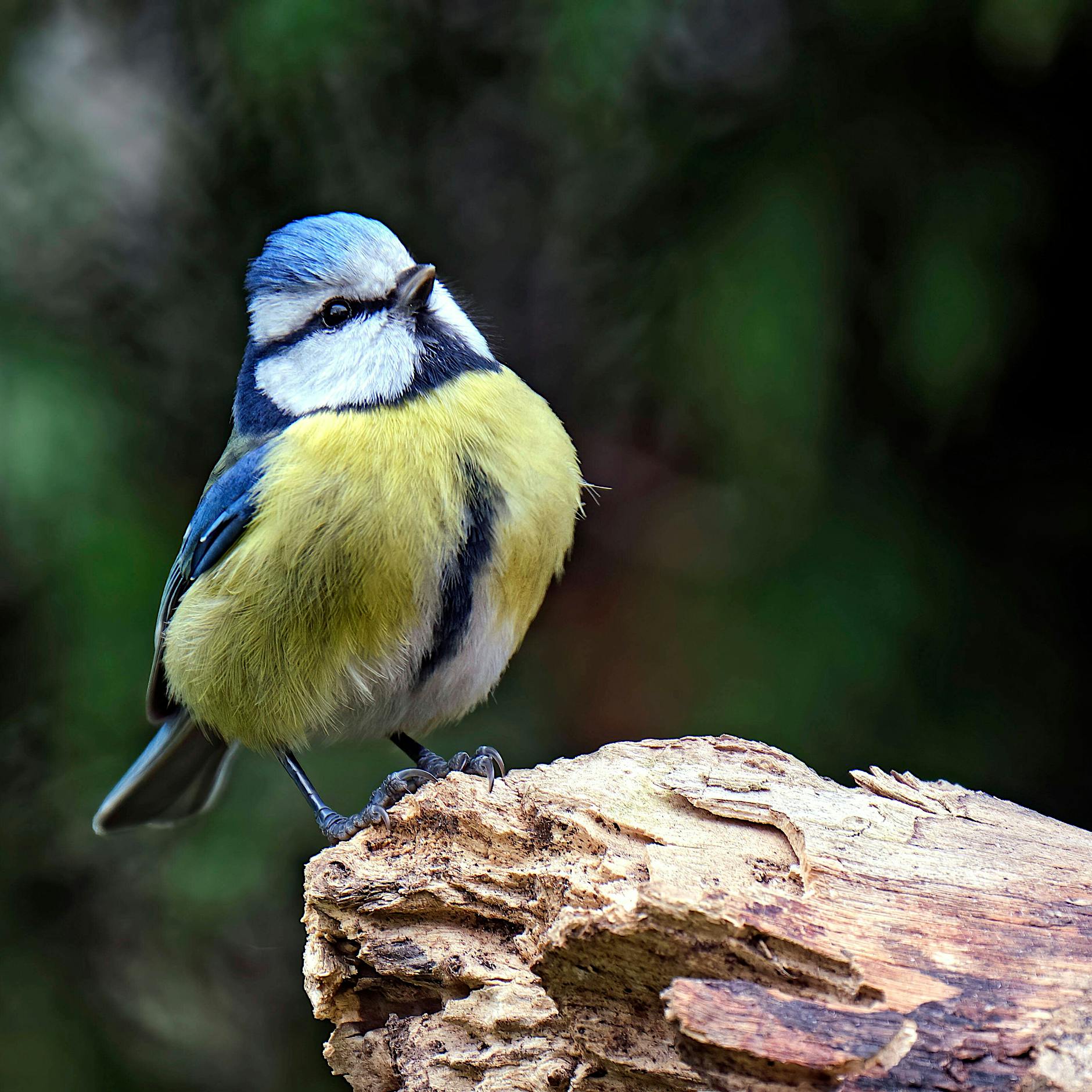 Wie die Welt in den Berliner Alltag kullert