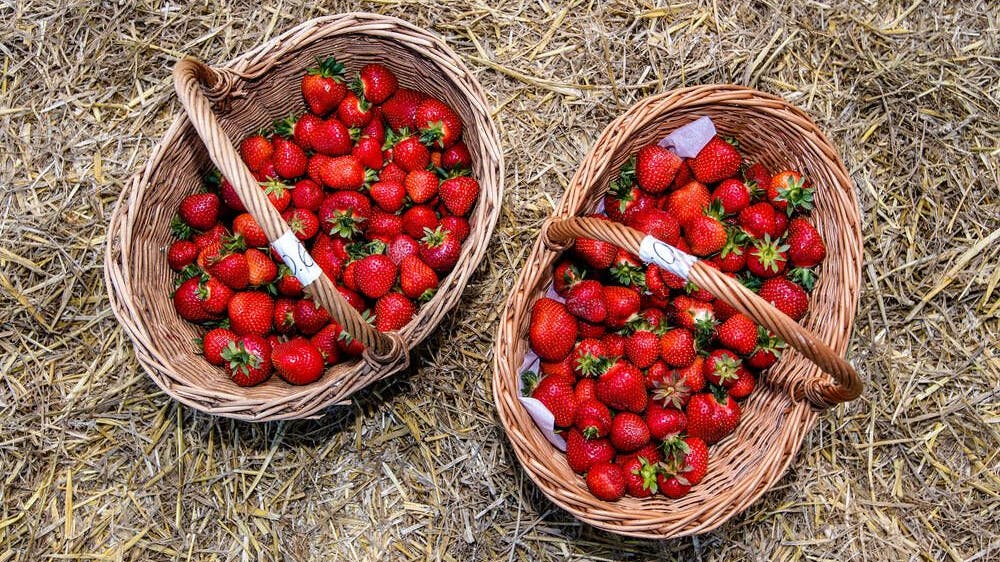In diesem Jahr ist die Erdbeerernte fantastisch ausgefallen, aber die Bauern klagen darüber, dass sie die Früchte kaum verkaufen. Aufgrund der Inflation sparen die Leute auch bei den Erdbeeren.