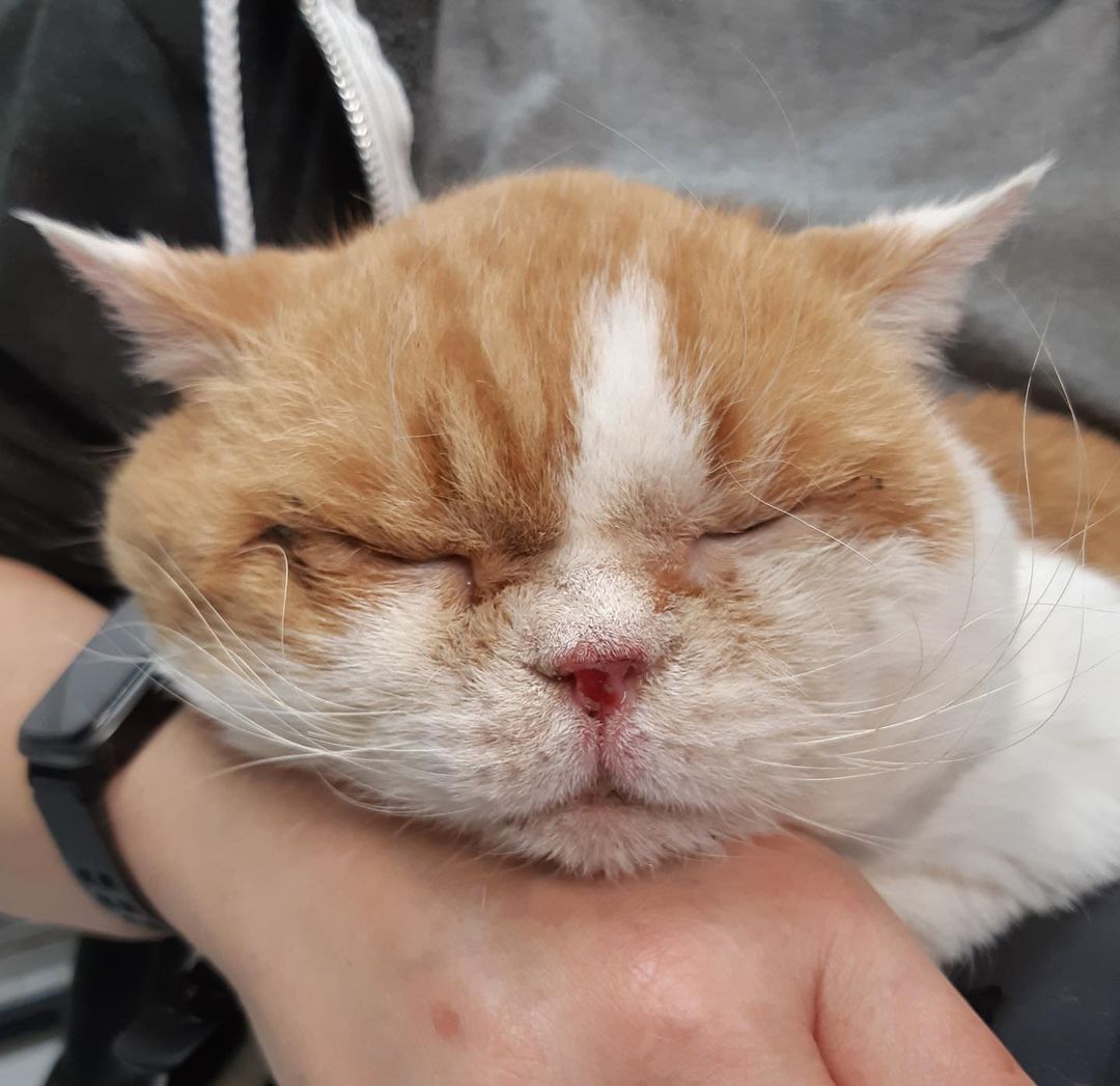 Image - Wie mies können Tierhalter sein? Armer Kater Darius! Als er ins Tierheim kam, brauchte er OPs – hier seine traurige Geschichte