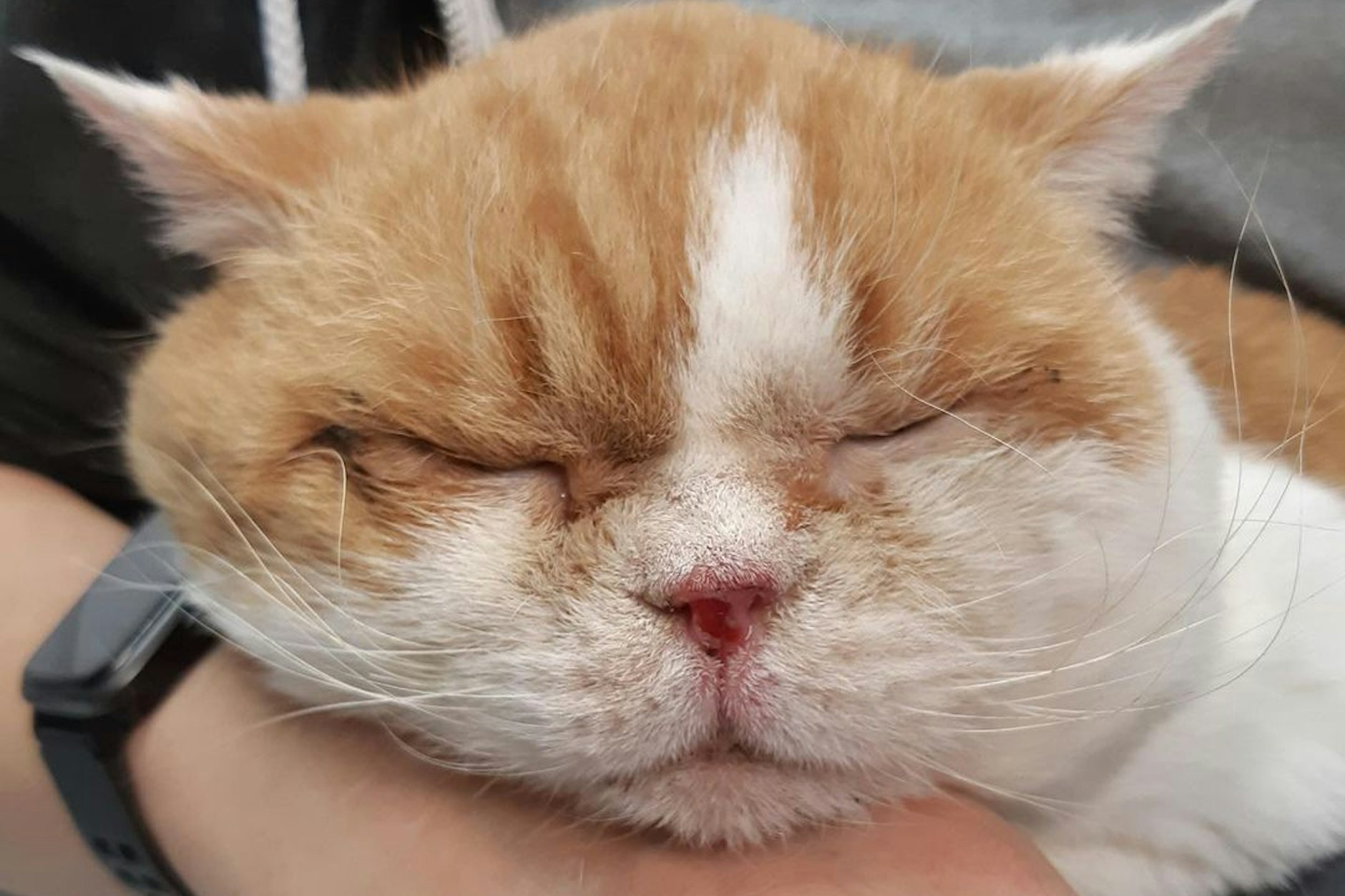 Als Kater Darius ins Tierheim kam, war er in verheerendem Zustand.