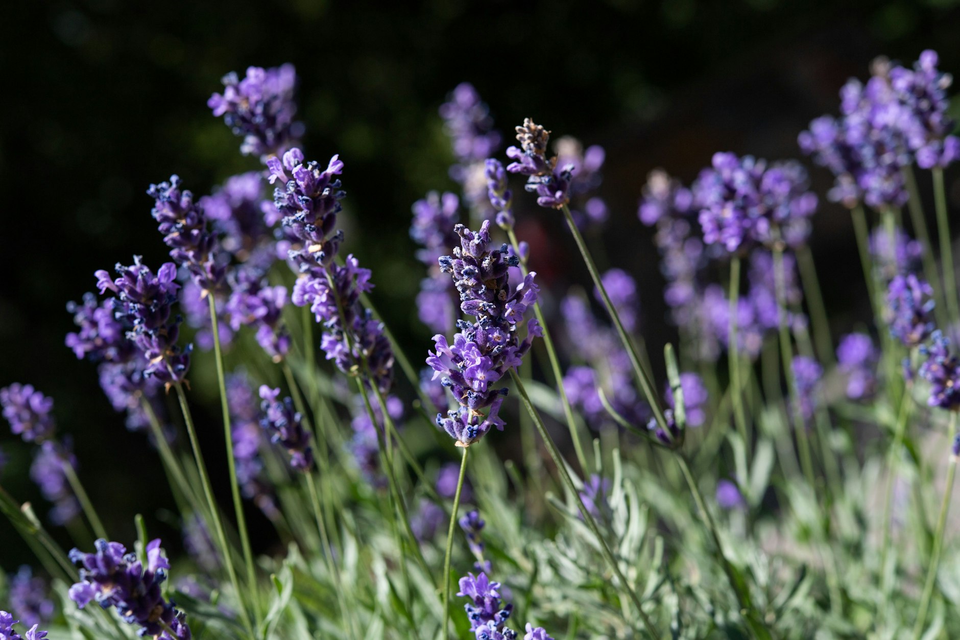 Er verbreitet Urlaubsfeeling auf Balkon, Terrasse und Garten: der Lavendel.
